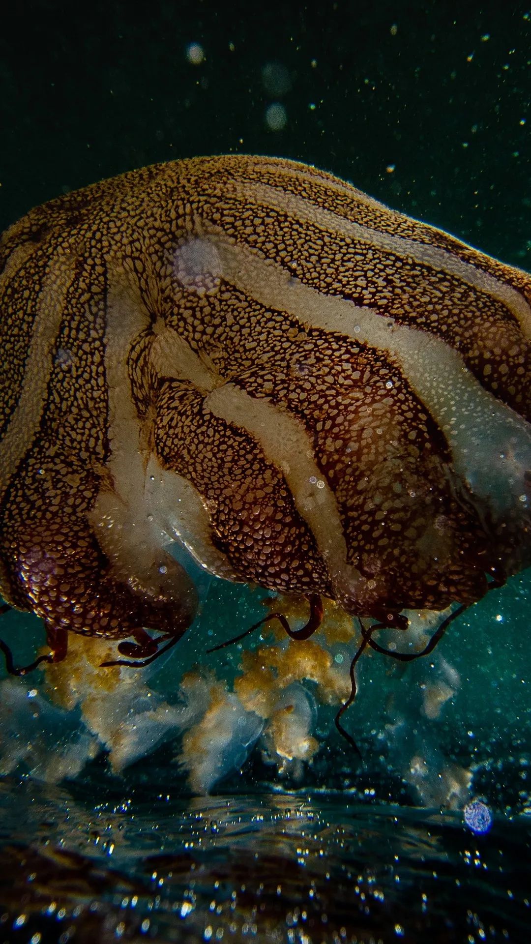 Giant Jellyfish Underwater View - ocean wallpaper for OpersCraft