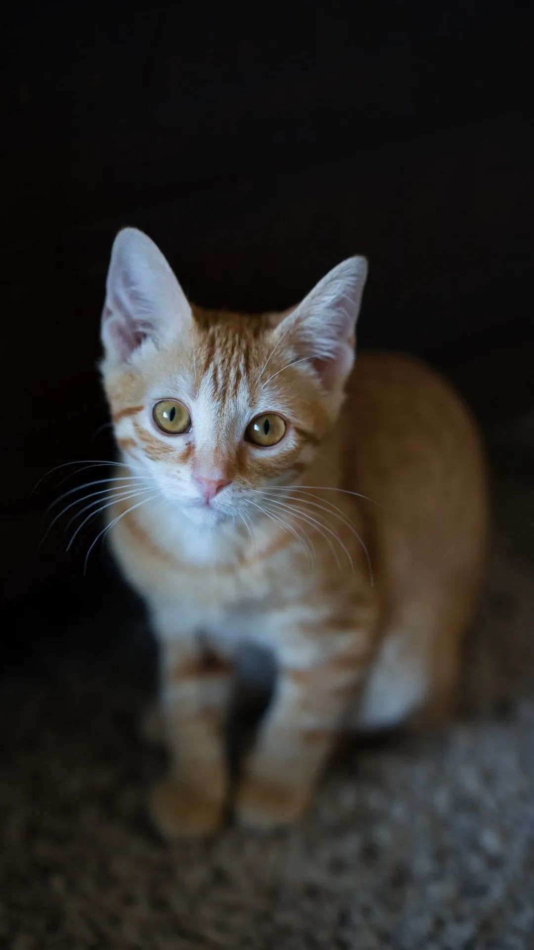Ginger Kitten Portrait - kitten wallpaper for OpersCraft