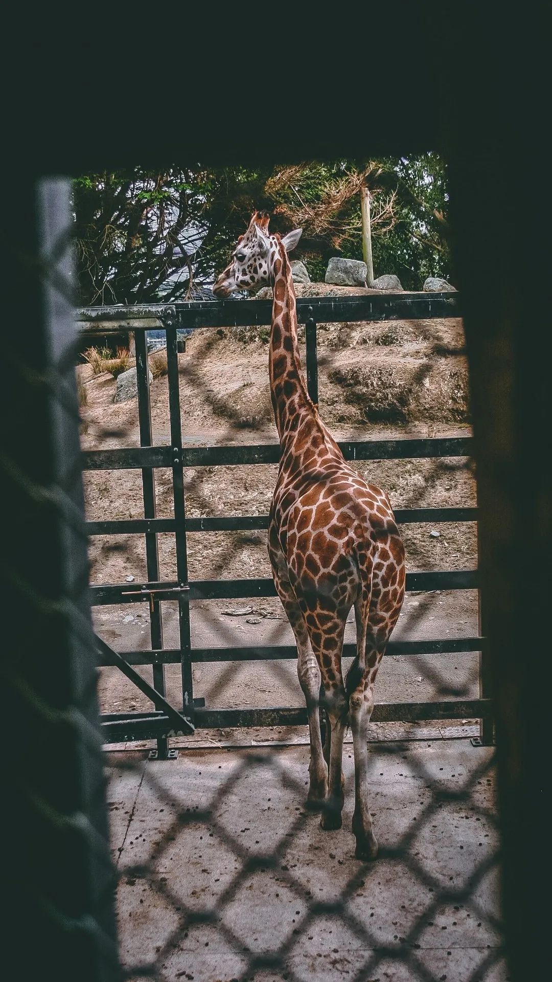 Giraffe Behind the Fence - giraffe wallpaper for OpersCraft