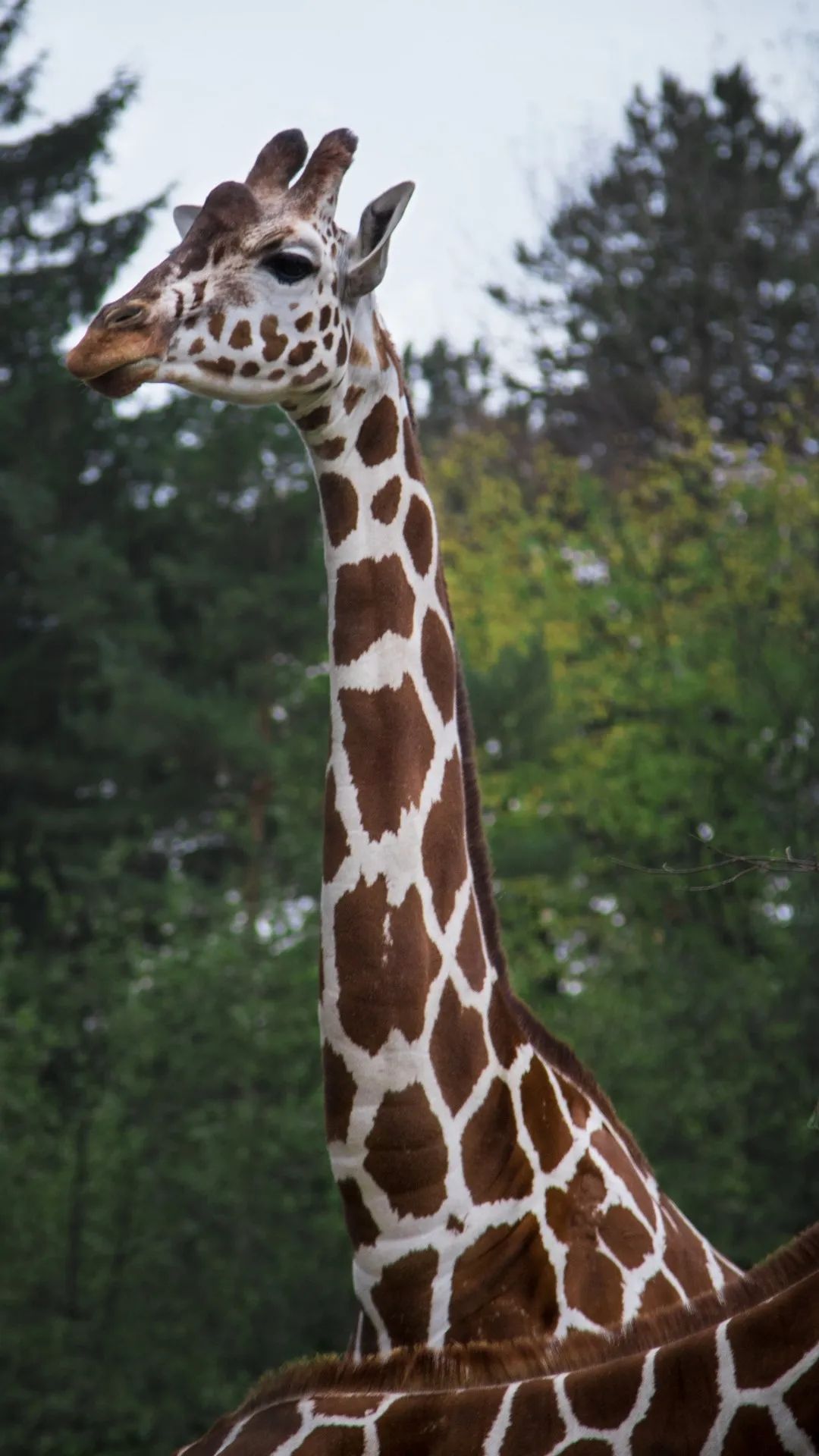 Giraffe in the Wild - giraffe wallpaper for OpersCraft