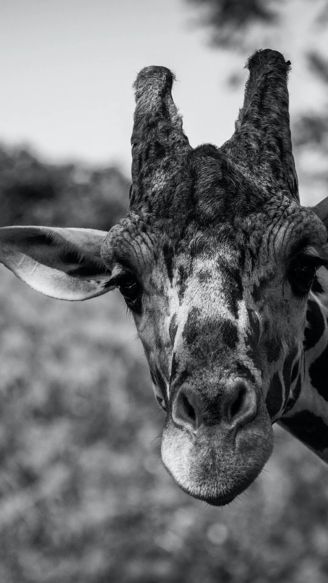 Giraffe Portrait Black and White - giraffe wallpaper for OpersCraft
