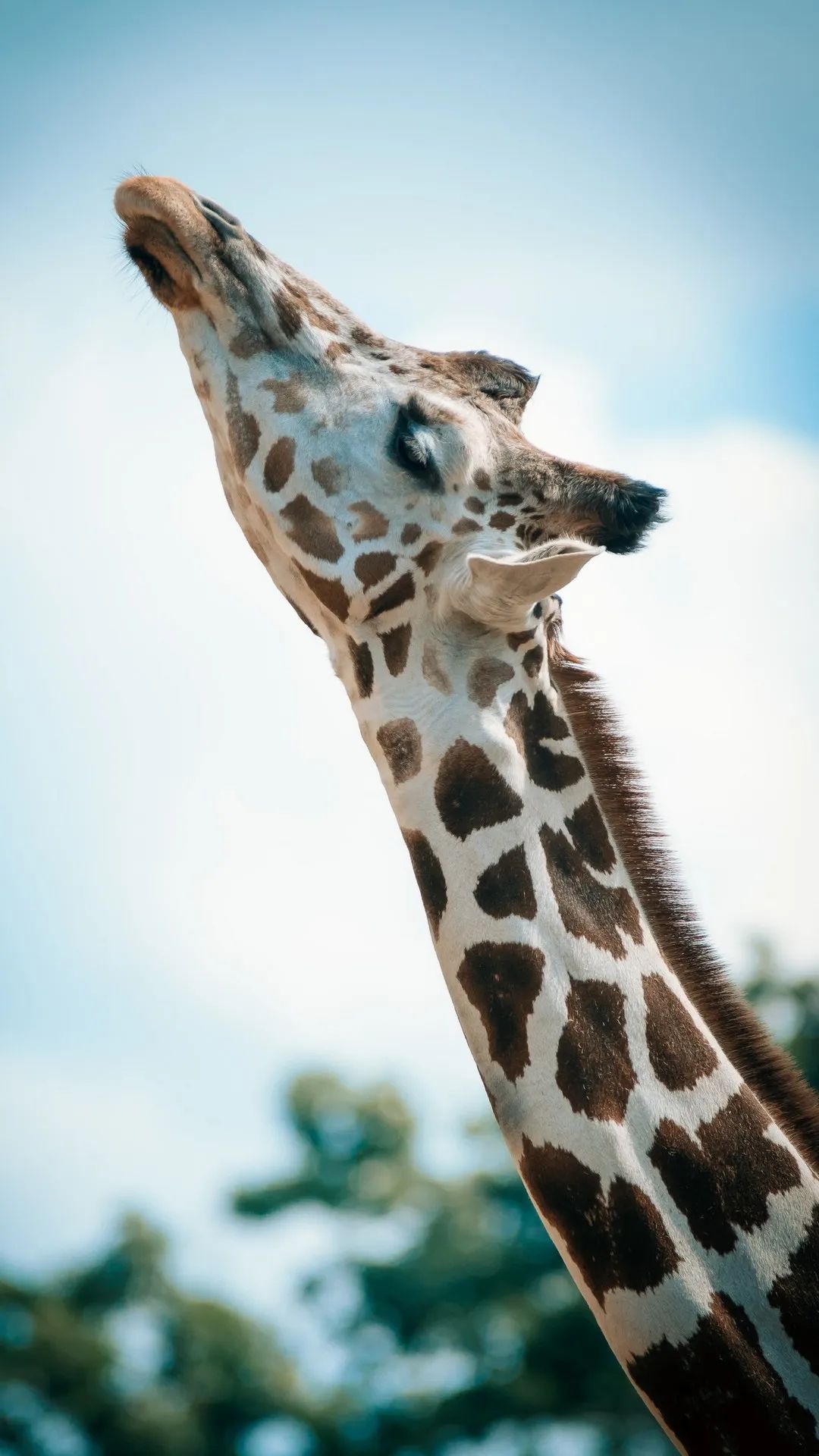 Giraffe Reaching for Sky - giraffe wallpaper for OpersCraft