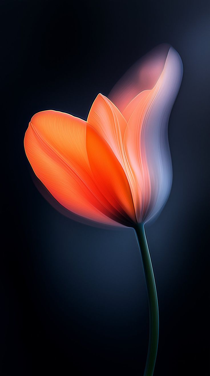 Glowing Orange Tulip Bloom - minimal wallpaper for OpersCraft