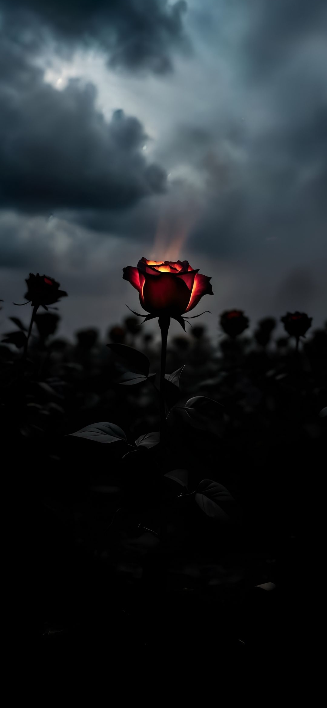 Glowing Rose in Darkness - rose wallpaper for OpersCraft