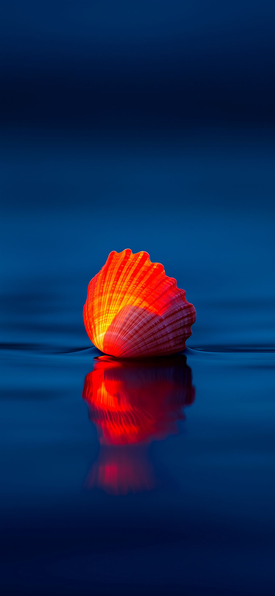 Glowing Seashell Reflection - jellyfish wallpaper for OpersCraft