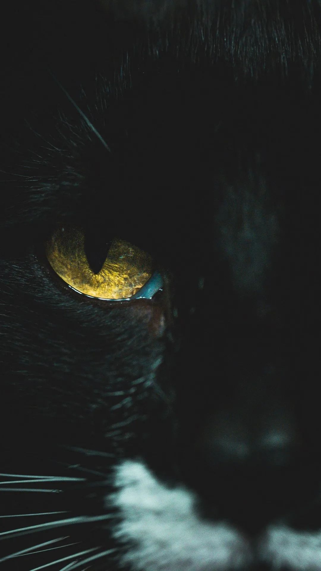 Golden Cat Eye Gaze - cat wallpaper for OpersCraft