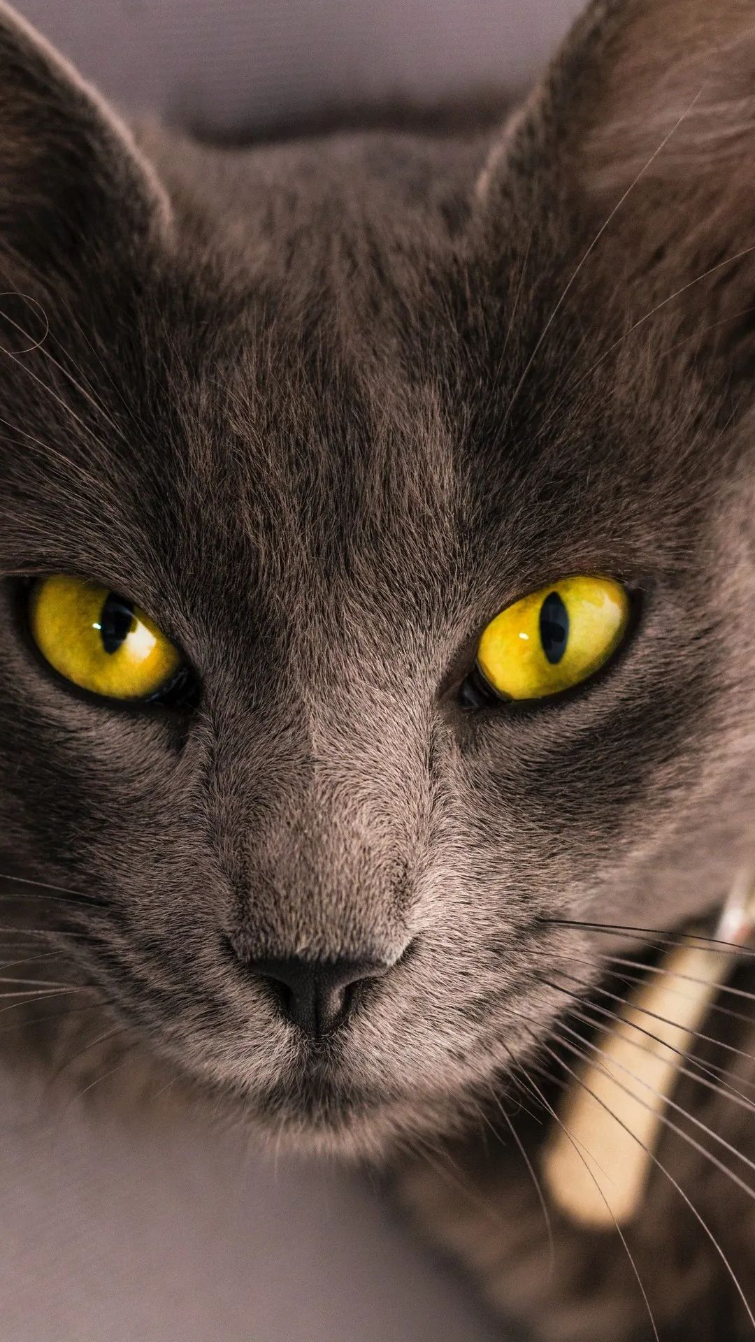 Golden Eyed Gray Cat - cat wallpaper for OpersCraft