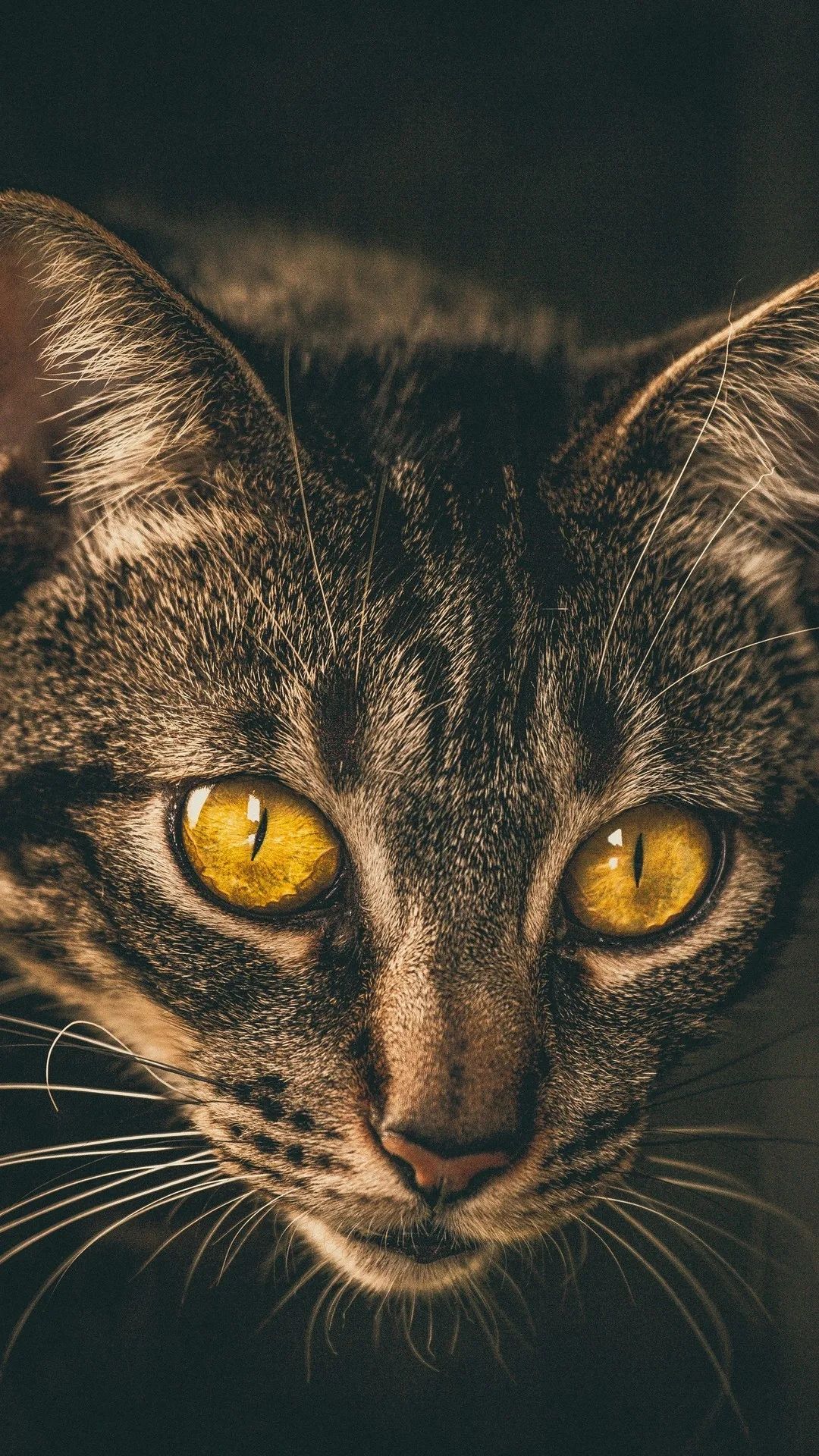 Golden Eyed Tabby Cat - cat wallpaper for OpersCraft