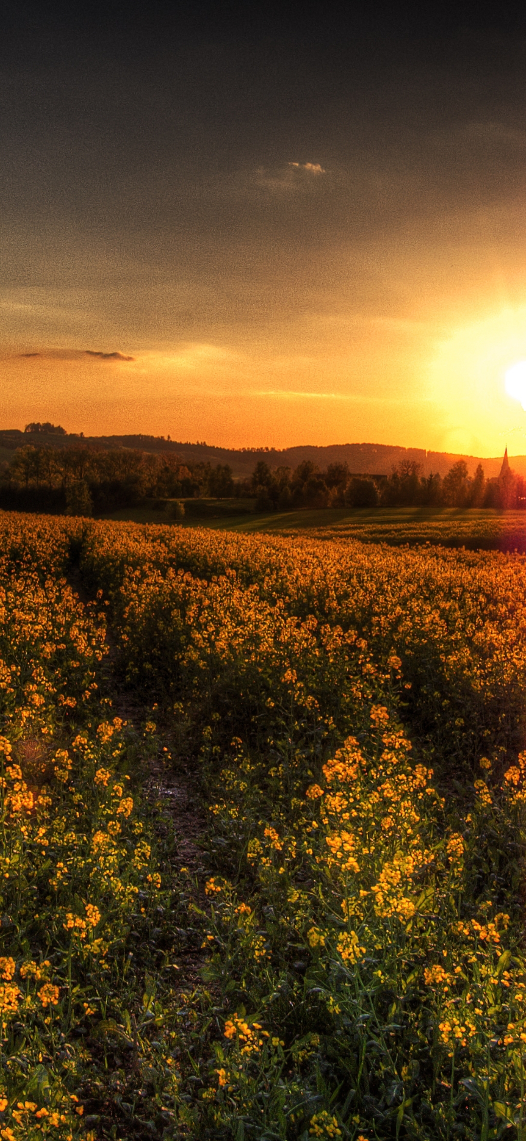 Golden Field Sunset - flowers wallpaper for OpersCraft