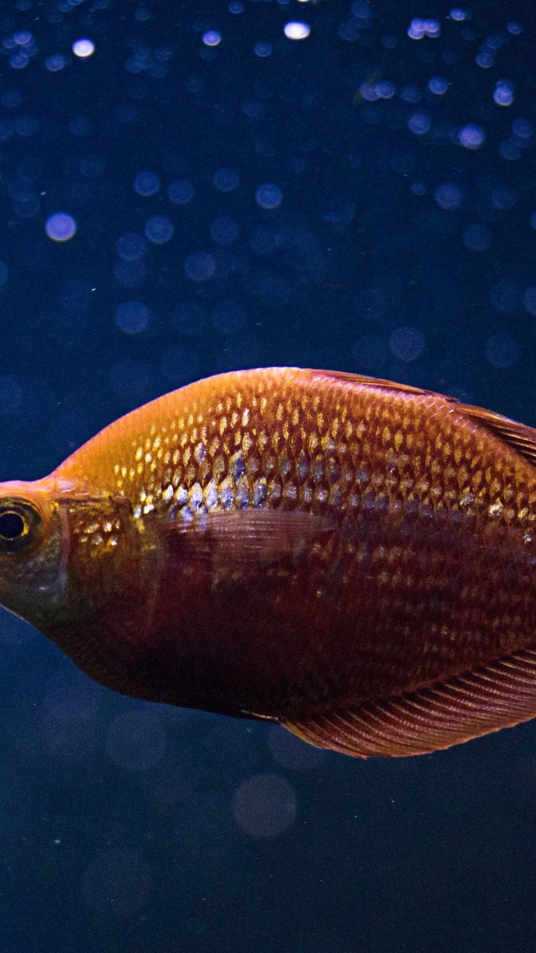 Golden Fish in Blue - fish wallpaper for OpersCraft