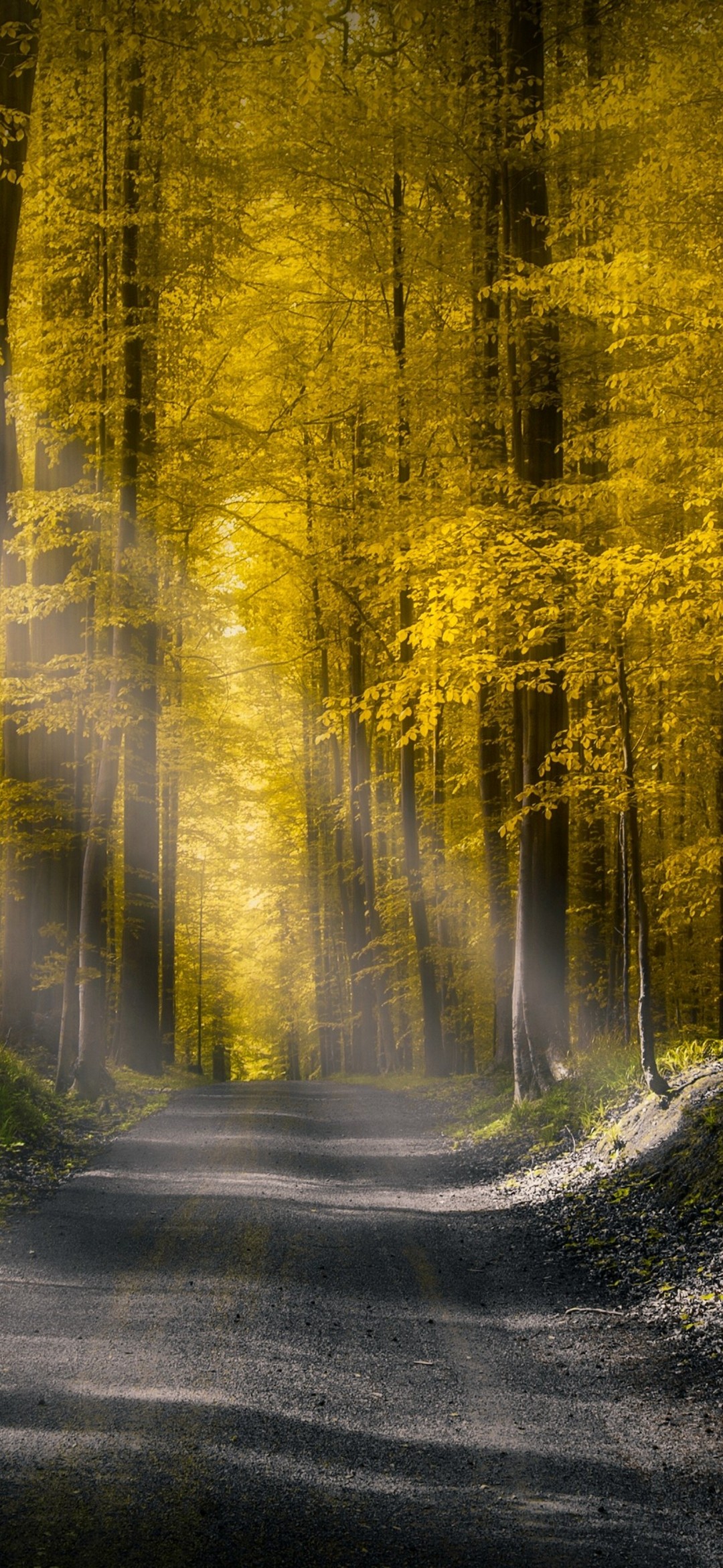 Golden Forest Pathway - forest wallpaper for OpersCraft