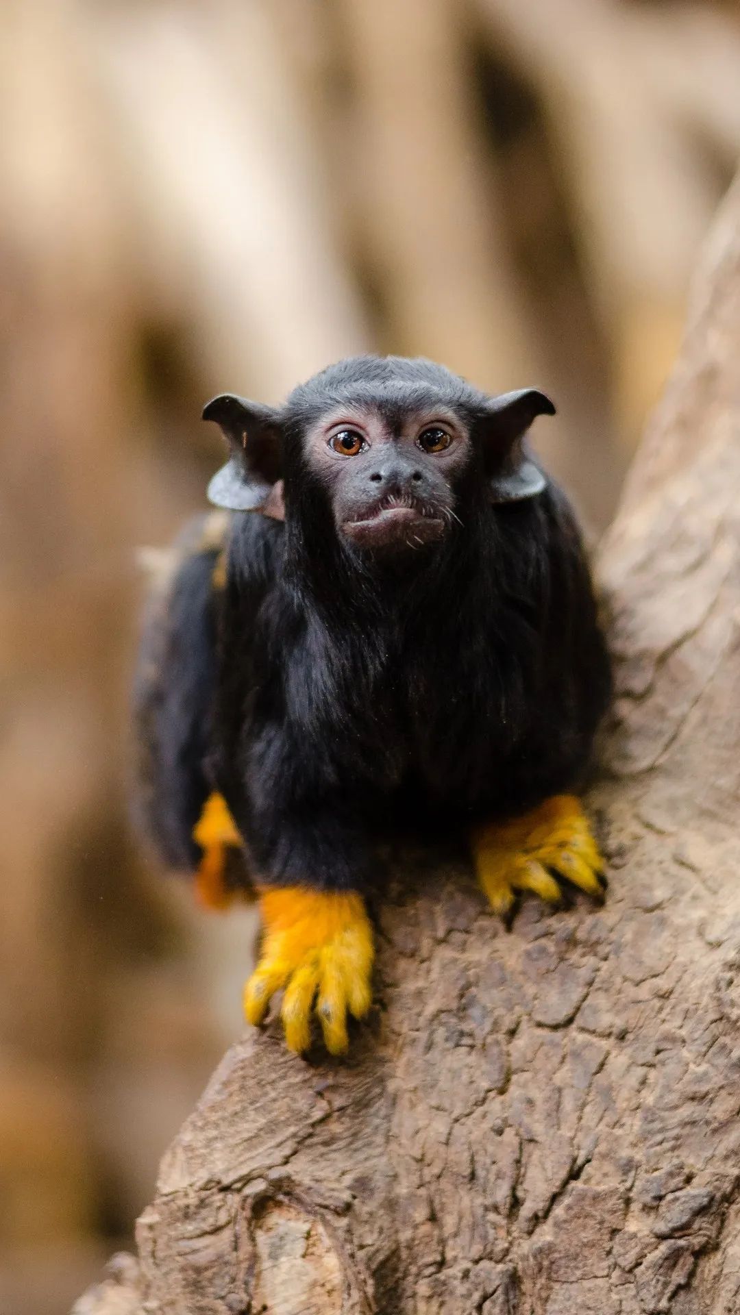 Golden-Handed Tamarin Portrait - monkey wallpaper for OpersCraft