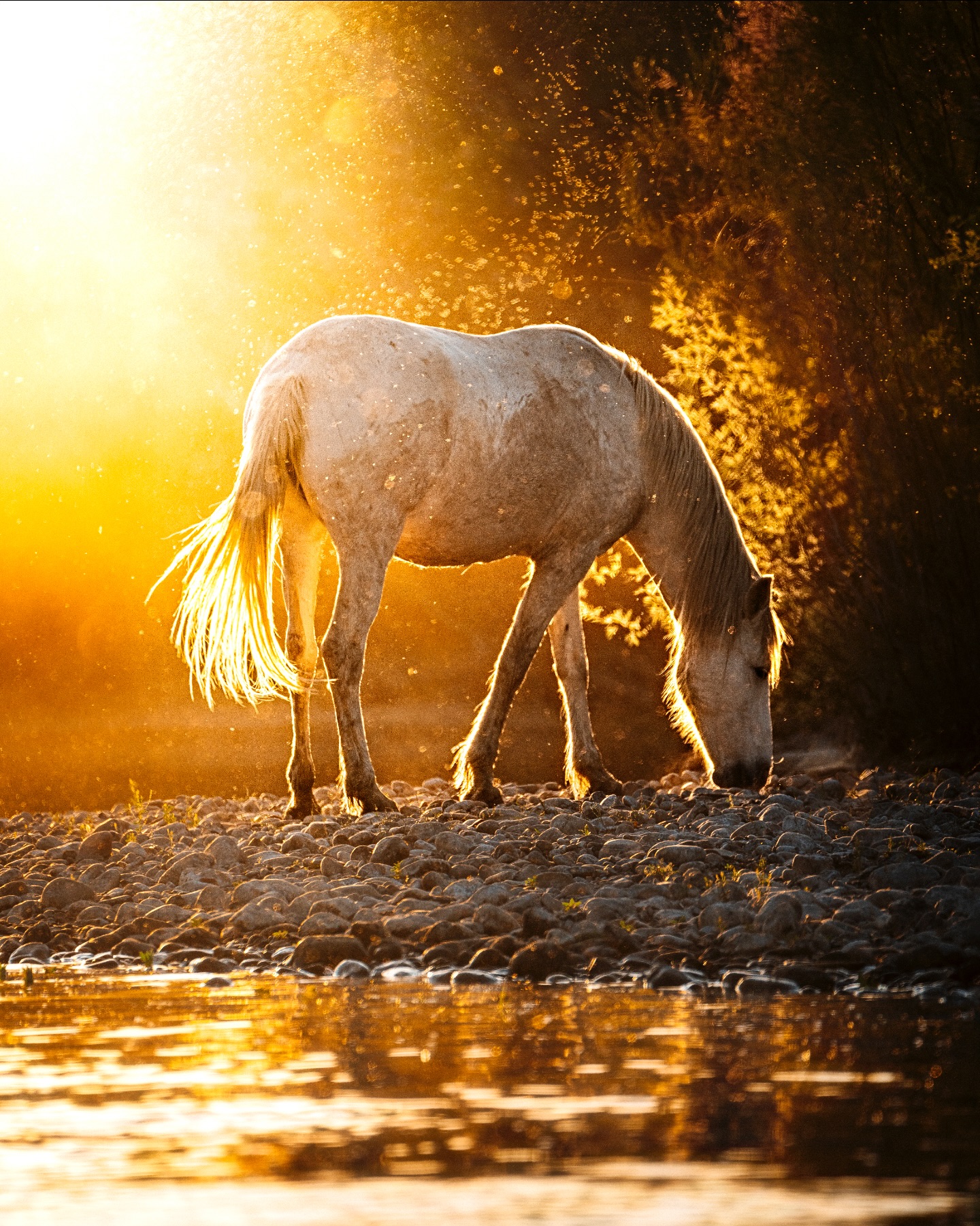 Golden Horse by the River - animals wallpaper for OpersCraft