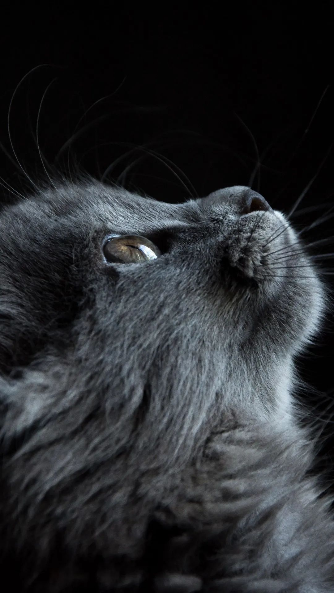 Gray Cat Gaze - cat wallpaper for OpersCraft