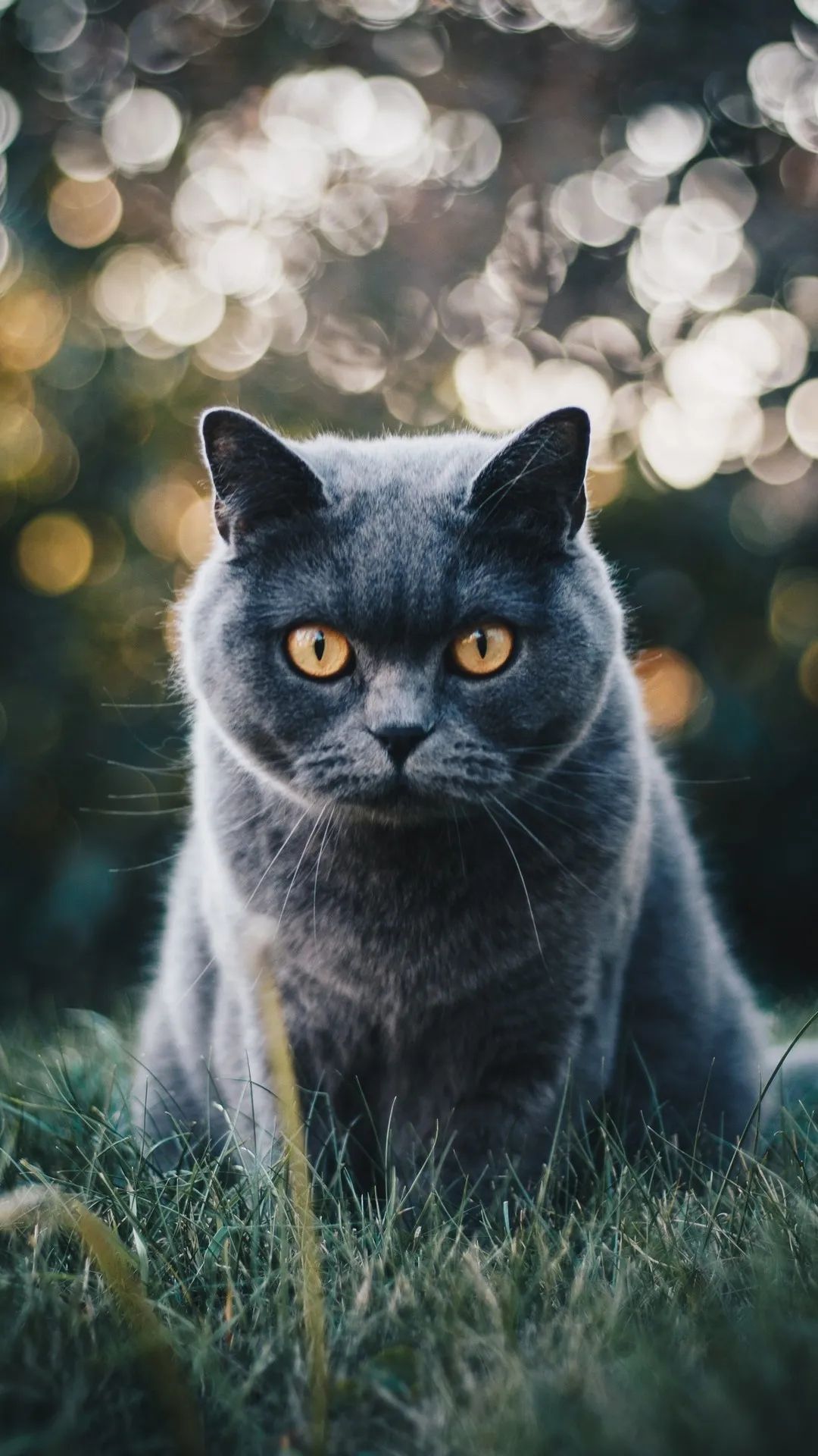 Gray Cat in Grass - cat wallpaper for OpersCraft