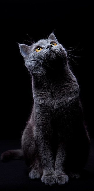 Gray Cat Looking Up - cat wallpaper for OpersCraft
