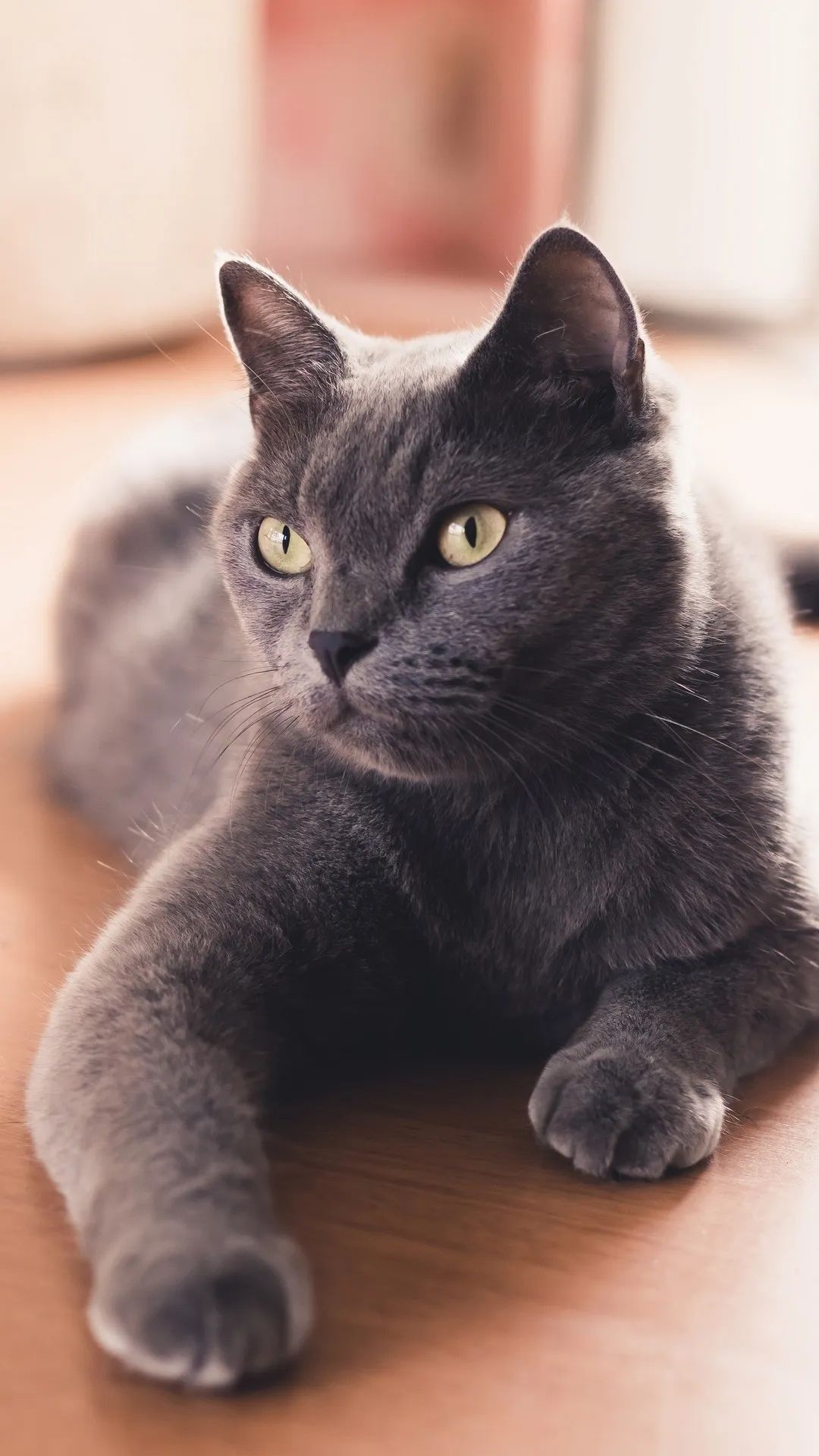 Gray Cat Portrait - cat wallpaper for OpersCraft