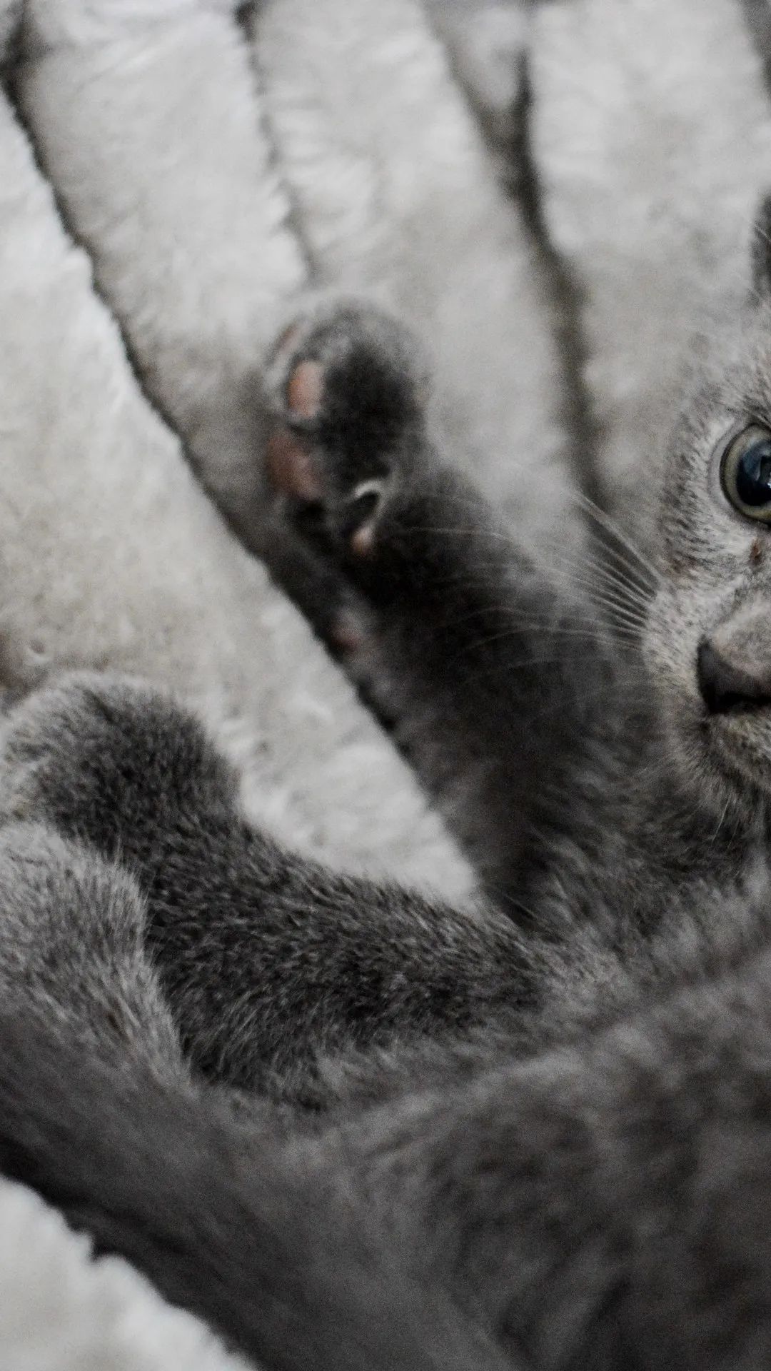 Gray Kitten Paw - kitten wallpaper for OpersCraft