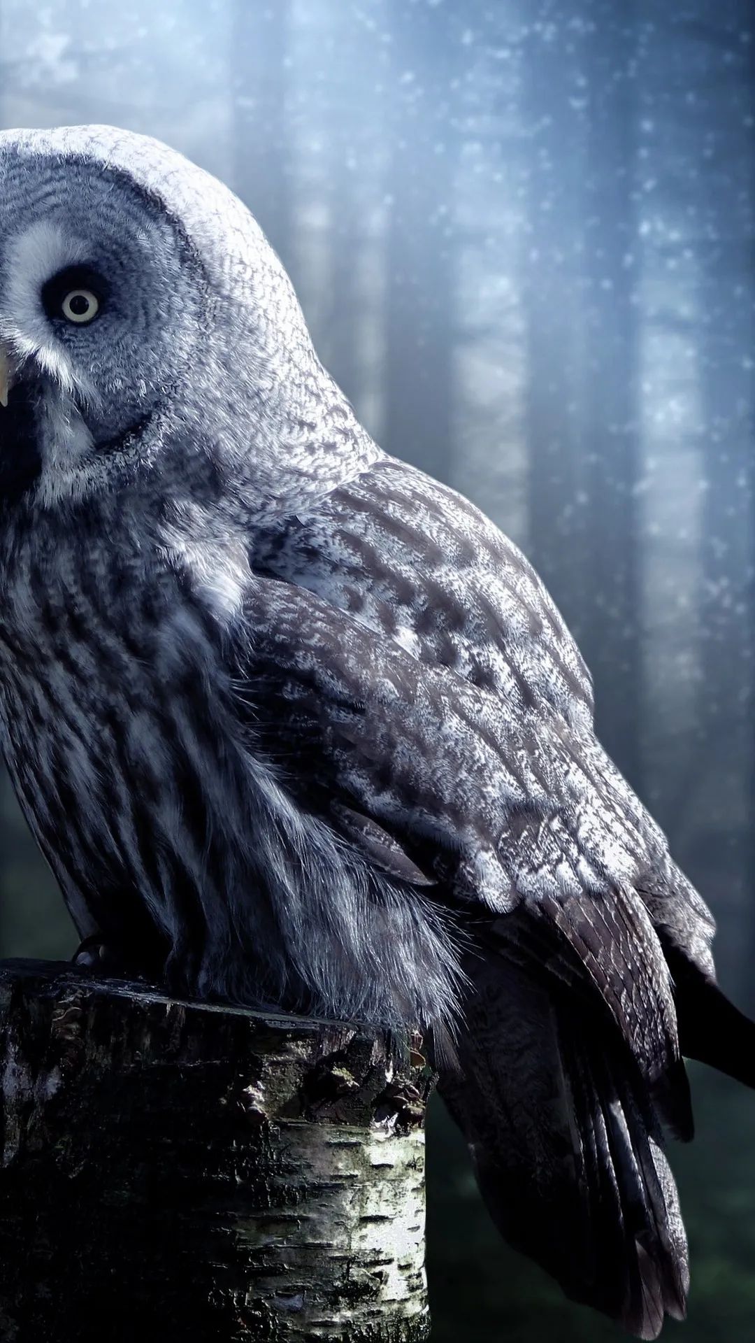 Great Grey Owl Portrait - owl wallpaper for OpersCraft