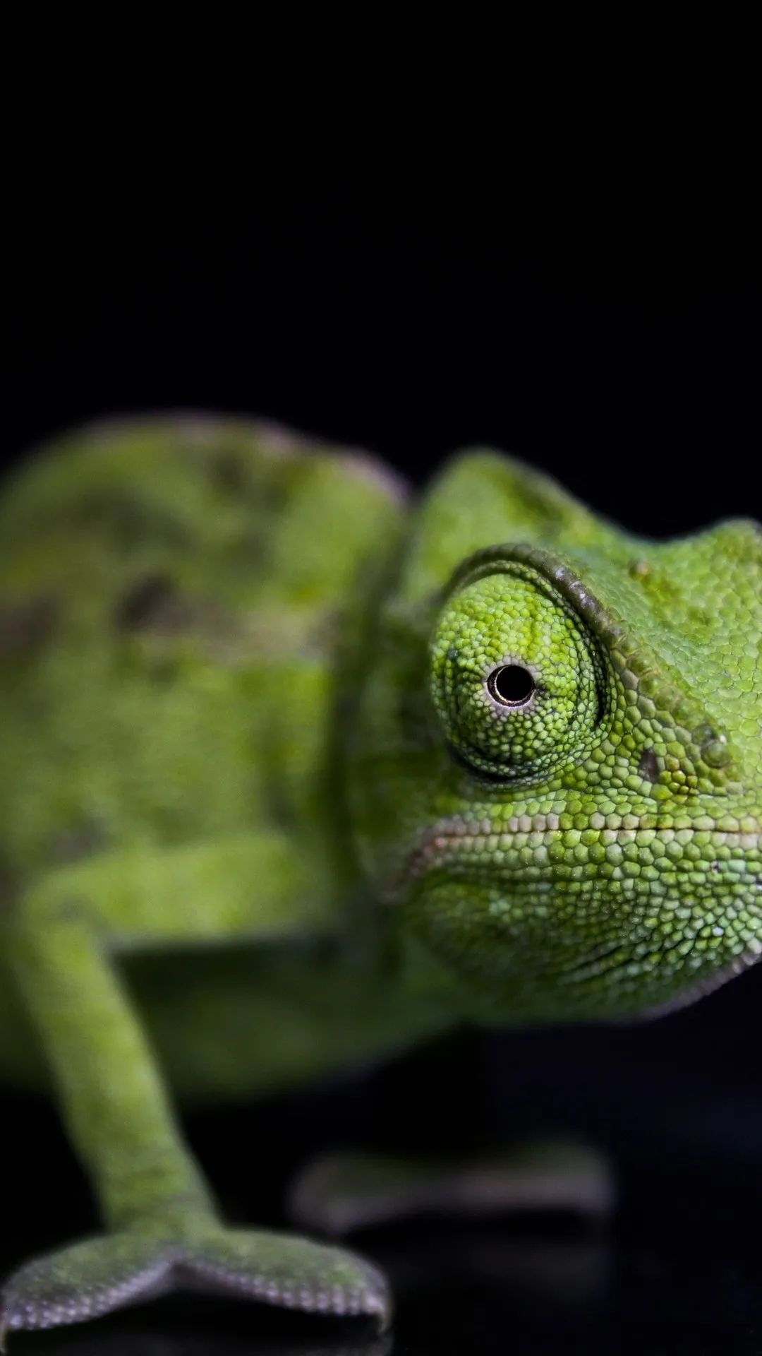 Green Chameleon Close-Up - animals wallpaper for OpersCraft
