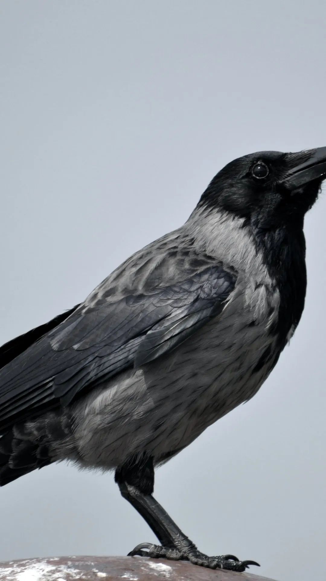 Grey Crow Portrait - birds wallpaper for OpersCraft