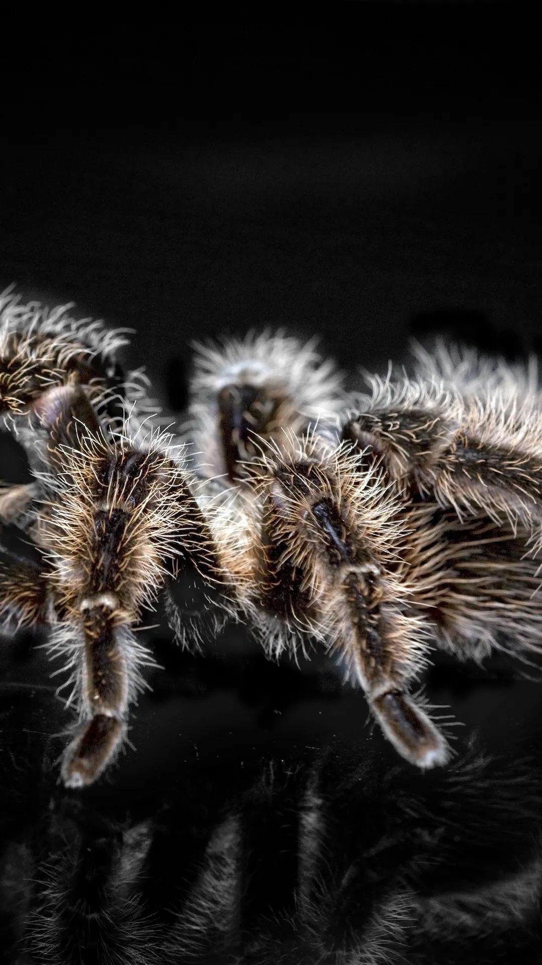 Hairy Tarantula Close-Up - spider wallpaper for OpersCraft