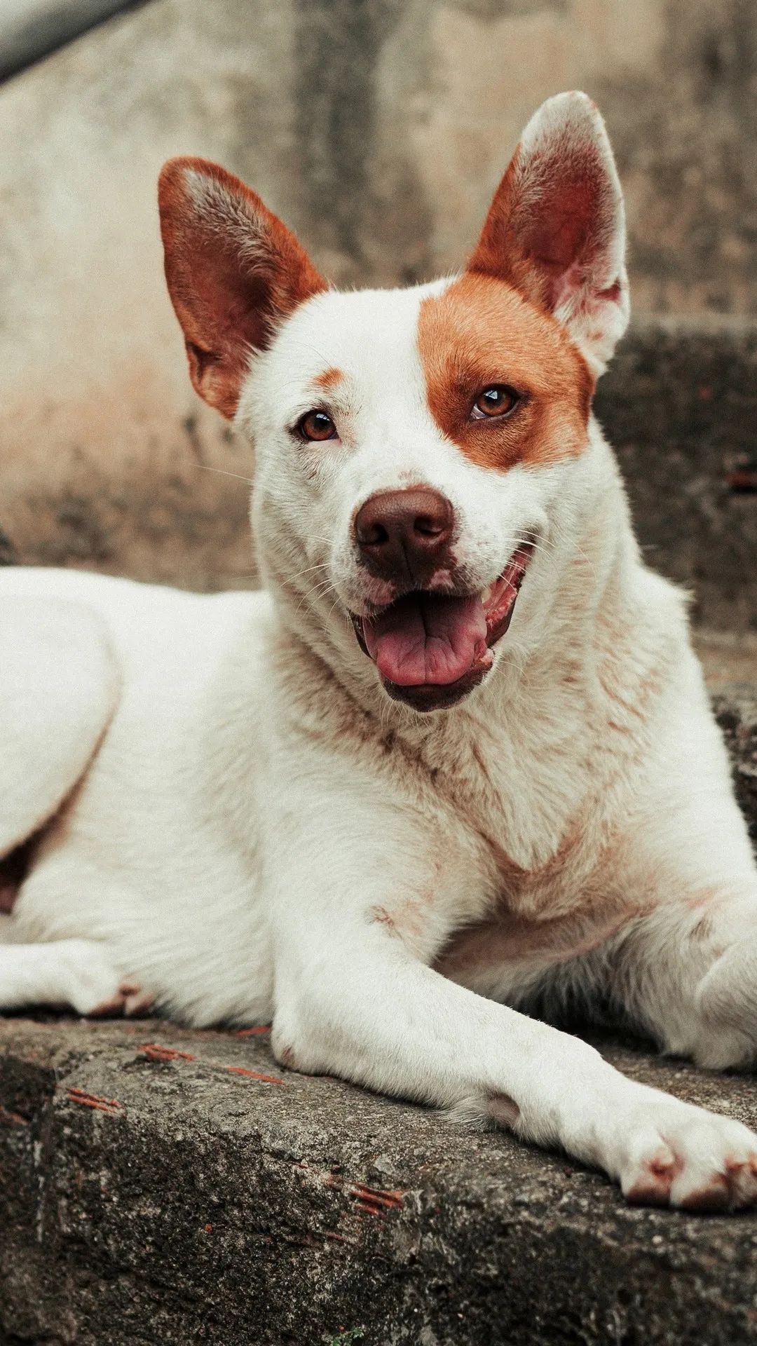 Happy Dog Portrait - dog wallpaper for OpersCraft