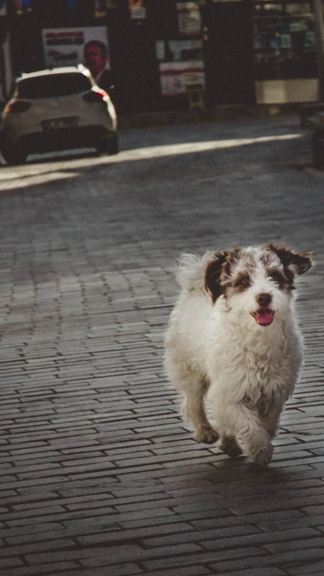Happy Dog Run - dog wallpaper for OpersCraft
