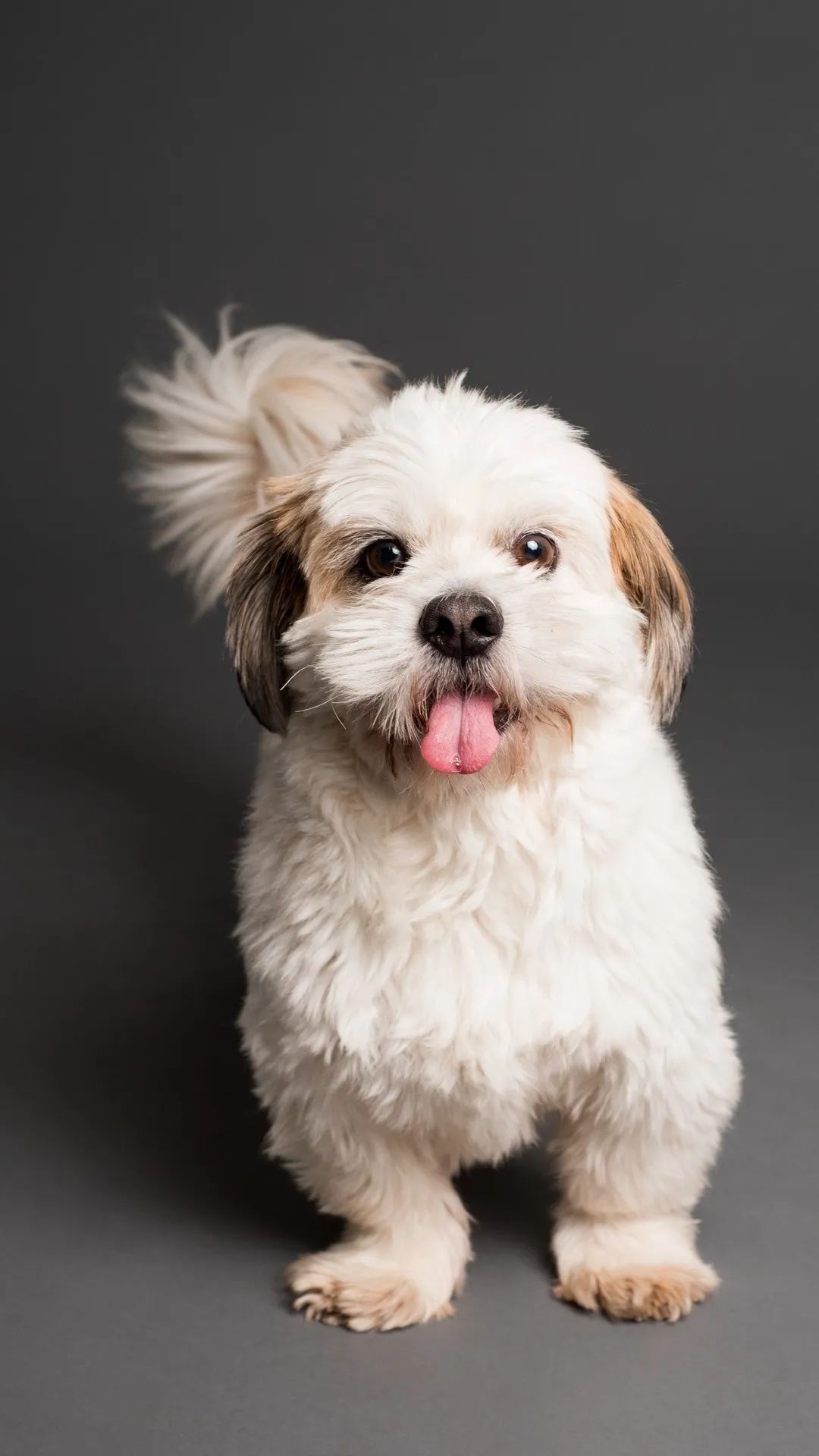 Happy Shih Tzu Portrait - dog wallpaper for OpersCraft