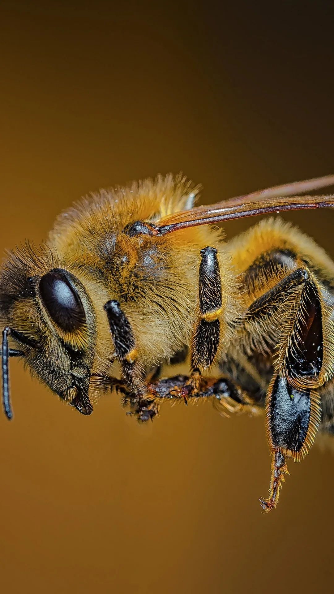Honey Bee Close-Up - insects wallpaper for OpersCraft