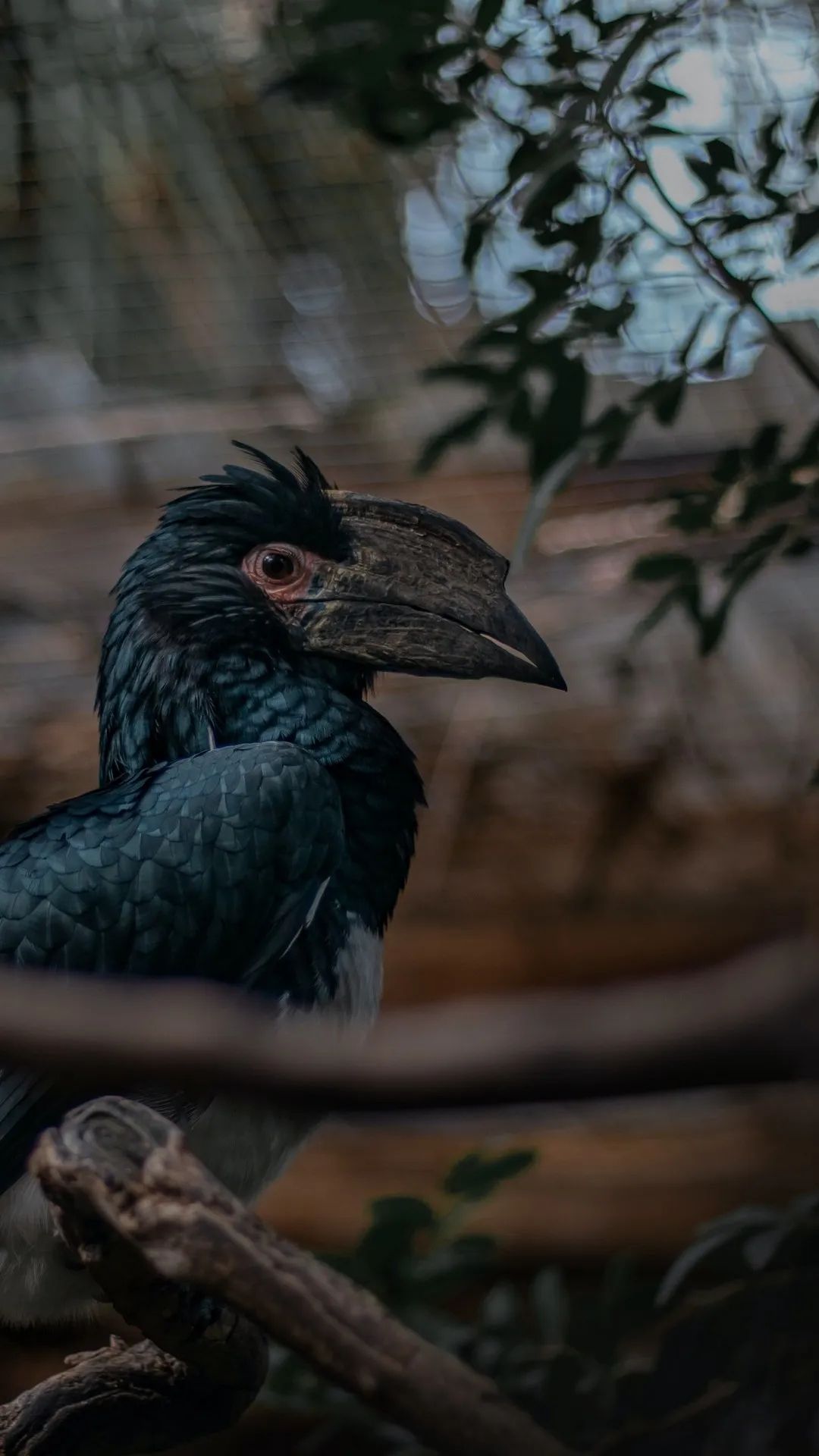 Hornbill Bird Portrait - birds wallpaper for OpersCraft