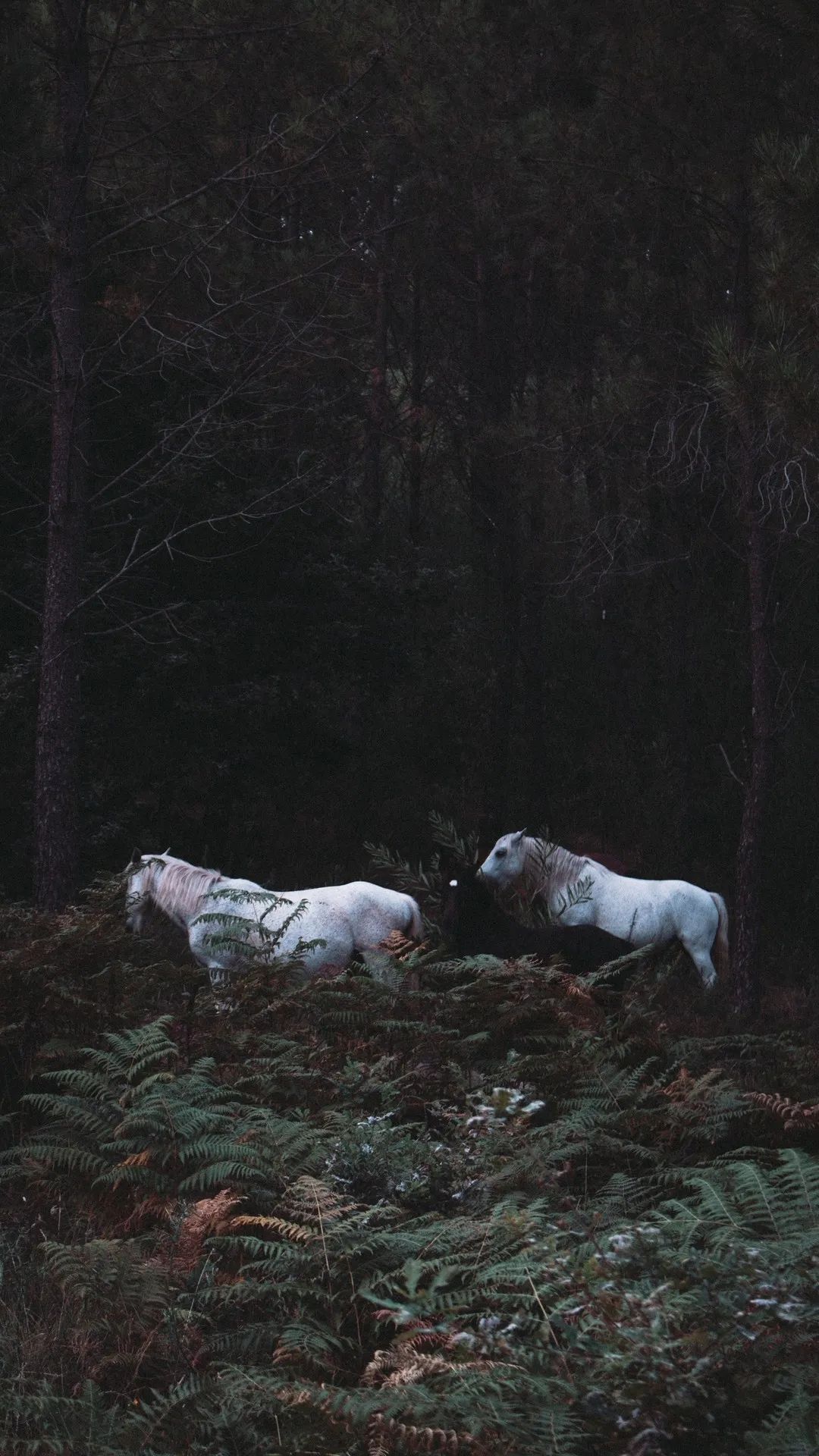 Horses in Dark Forest - horse wallpaper for OpersCraft