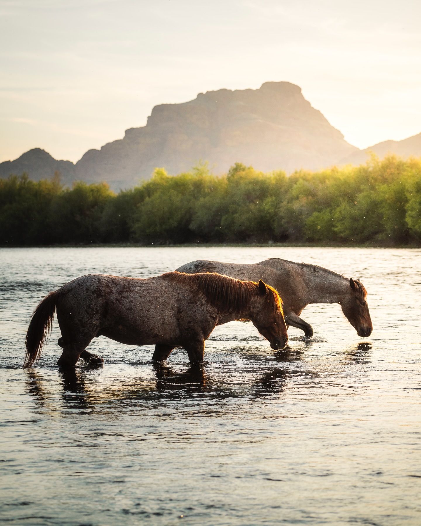 Horses in River Sunset - animals wallpaper for OpersCraft