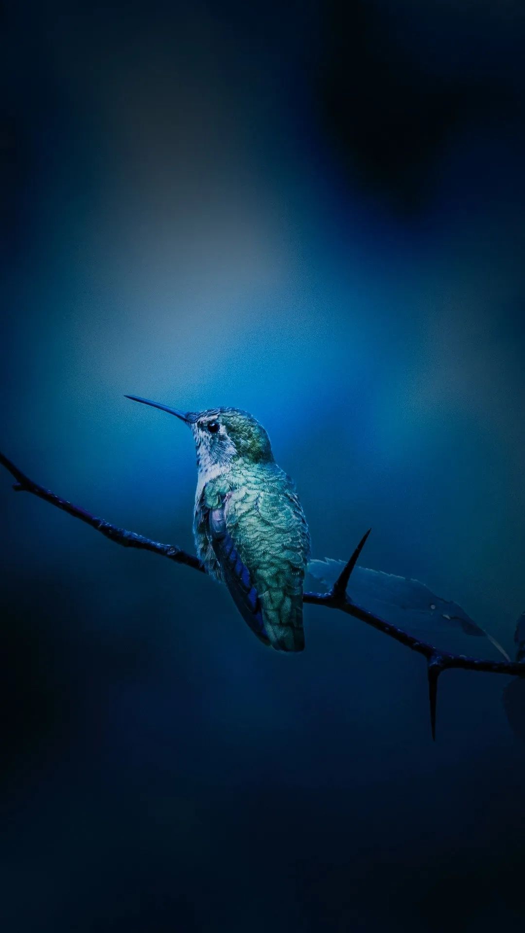 Hummingbird on Branch - birds wallpaper for OpersCraft