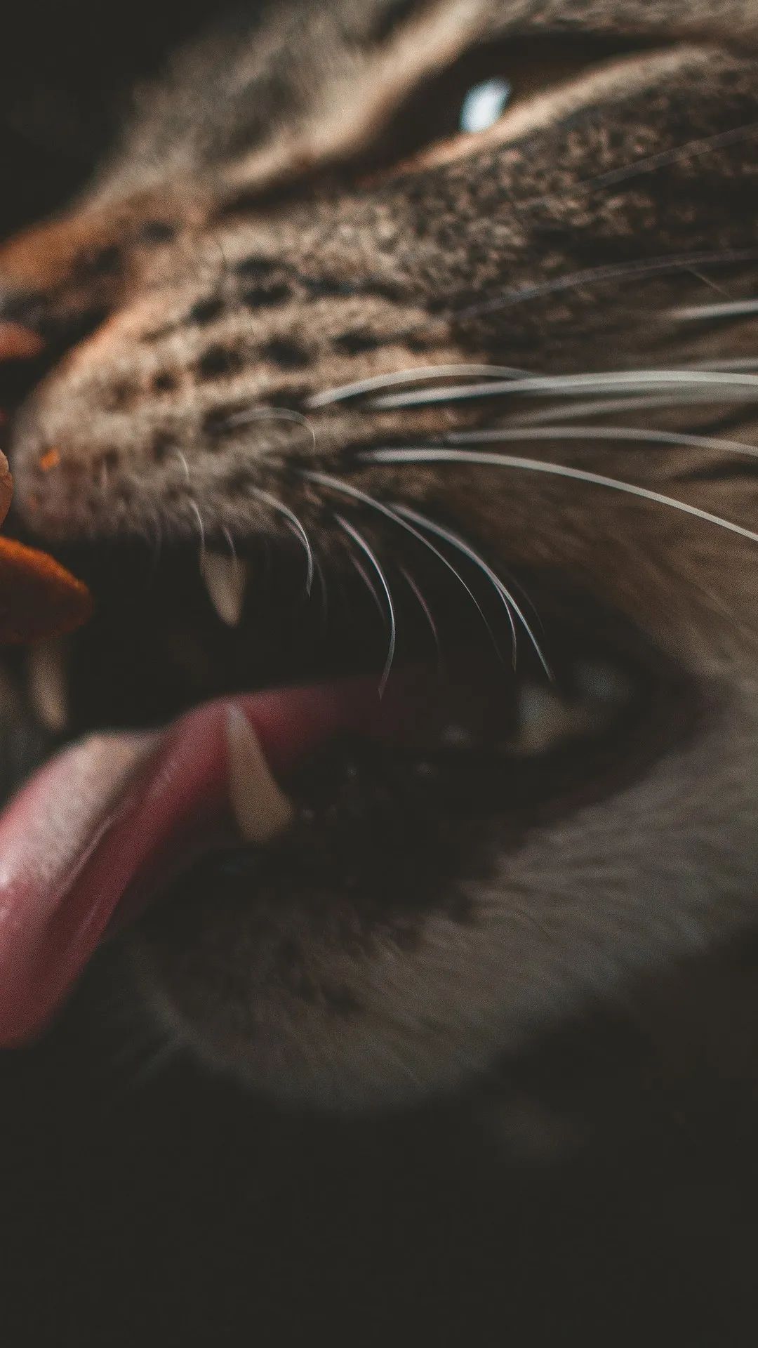 Intense Cat Close-Up - cat wallpaper for OpersCraft