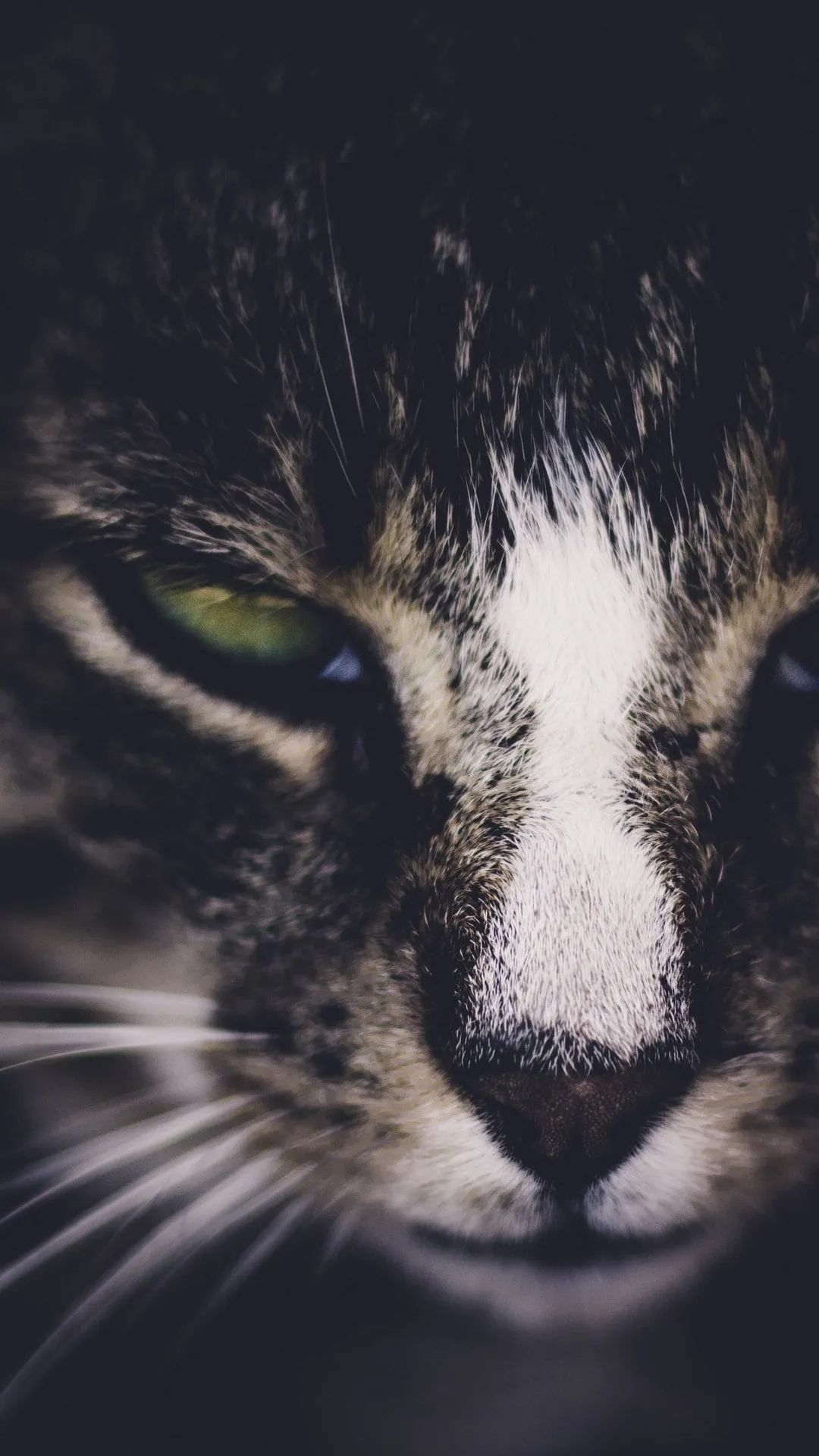 Intense Cat Gaze - cat wallpaper for OpersCraft