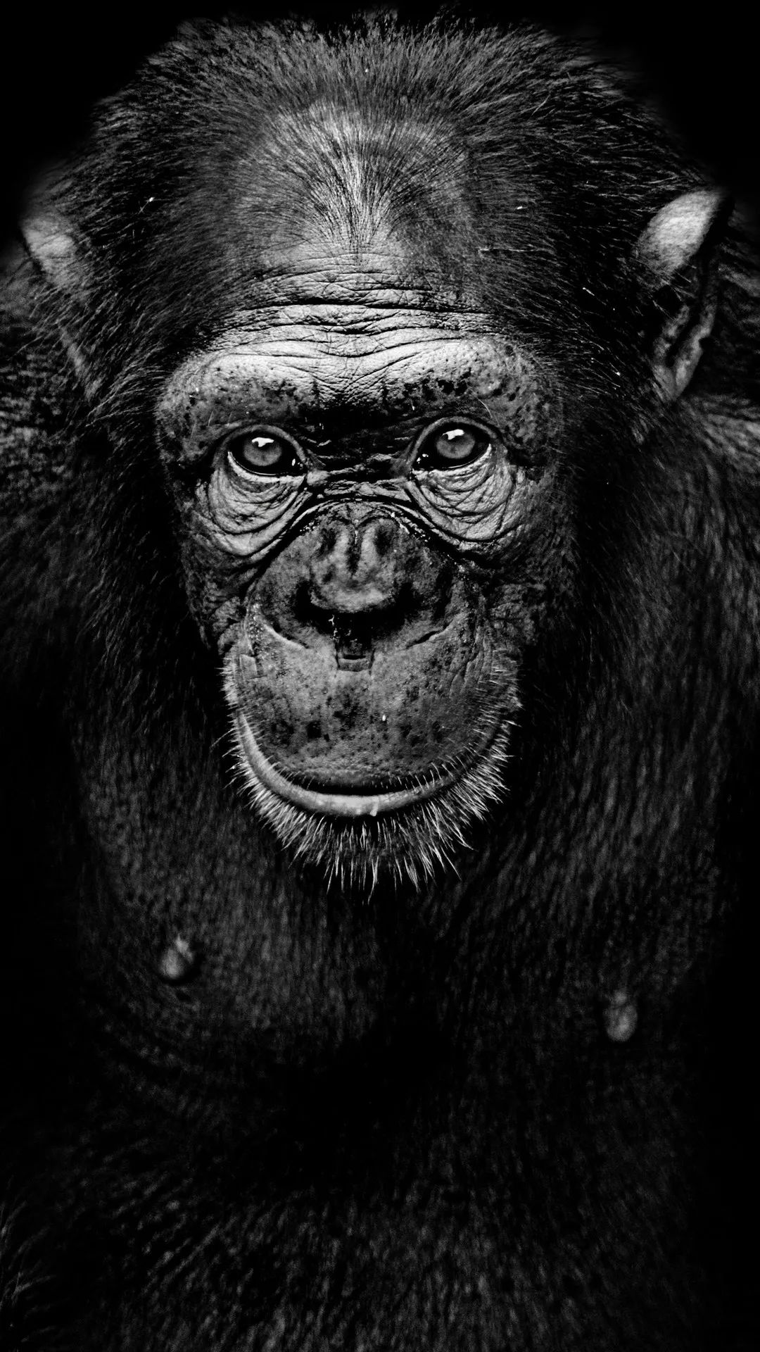 Intense Chimpanzee Portrait - random wallpaper for OpersCraft