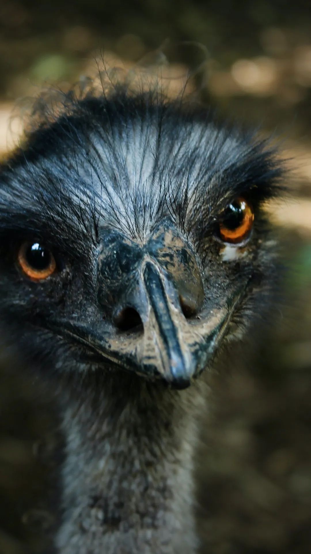 Intense Emu Stare - birds wallpaper for OpersCraft