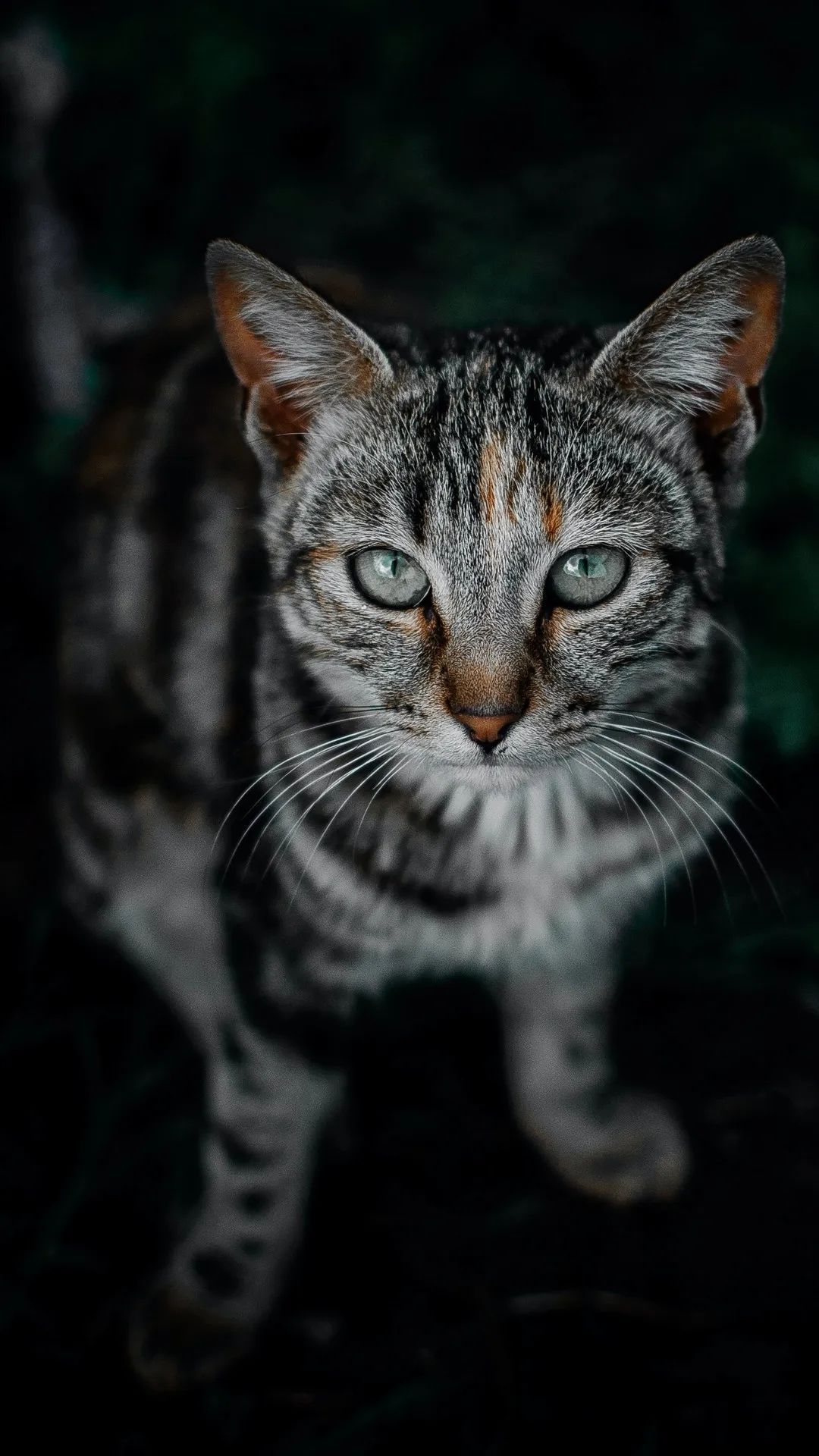 Intense Feline Gaze - cat wallpaper for OpersCraft