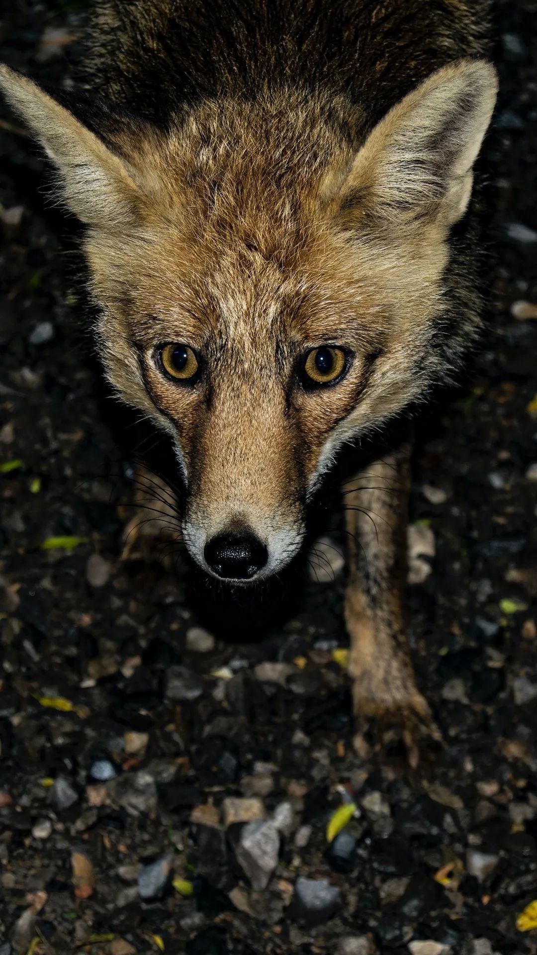 Intense Fox Gaze - random wallpaper for OpersCraft