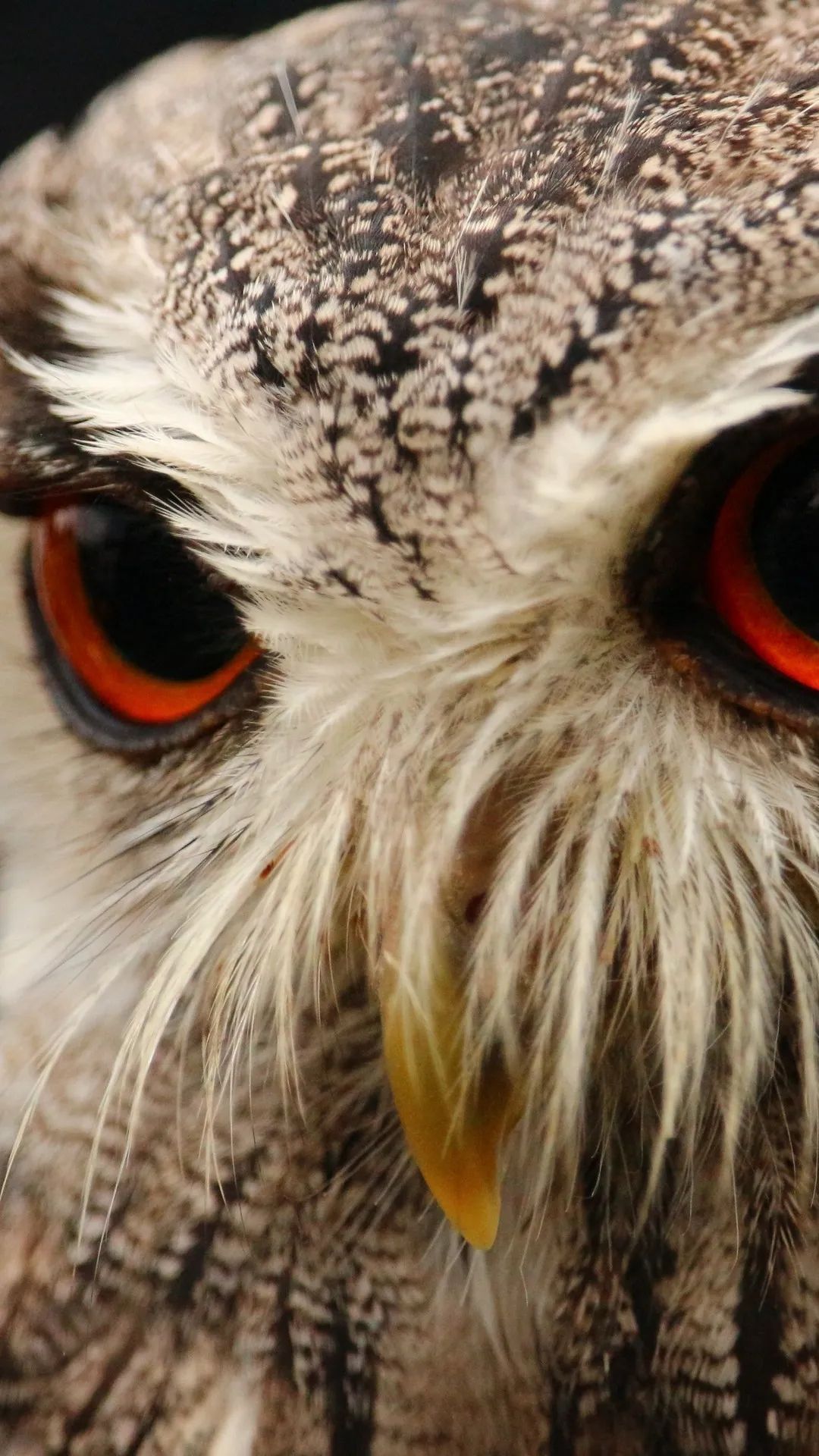 Intense Owl Gaze - owl wallpaper for OpersCraft