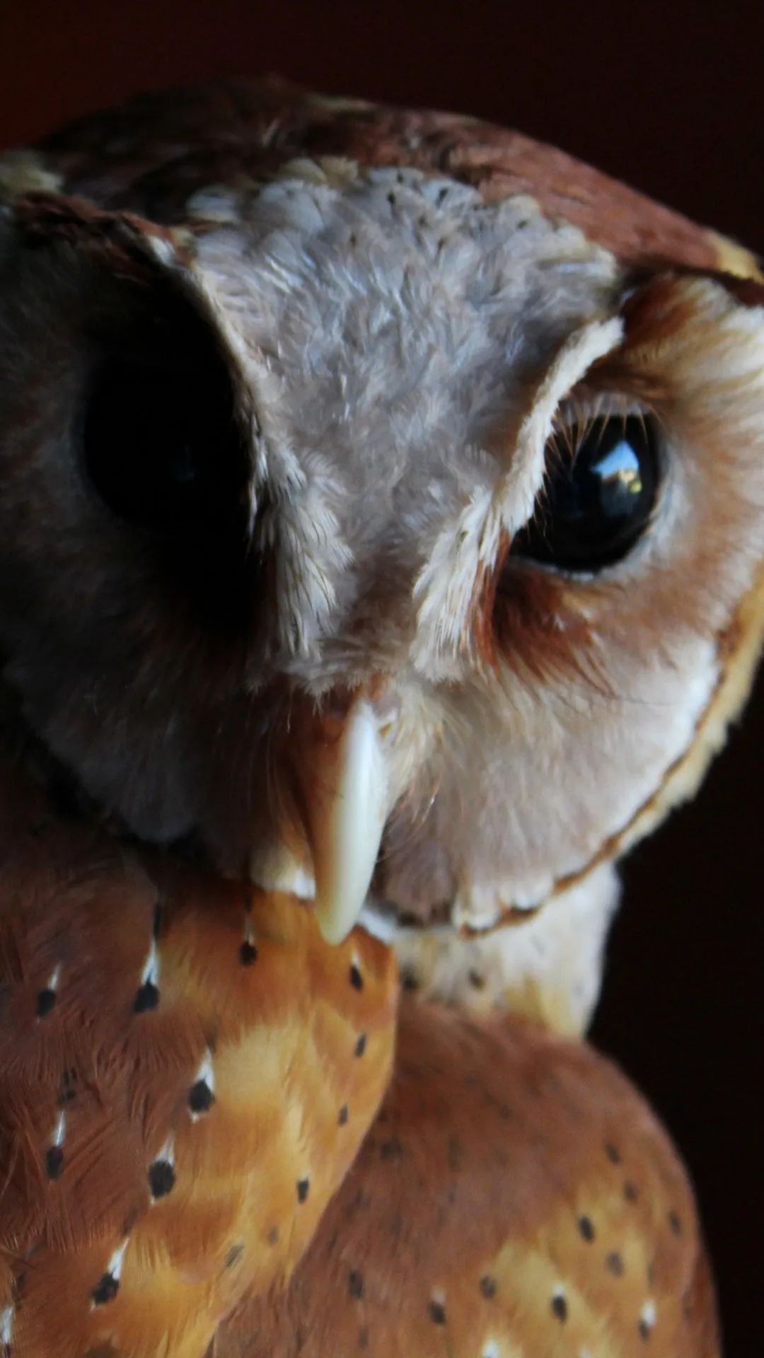 Intense Owl Stare - owl wallpaper for OpersCraft
