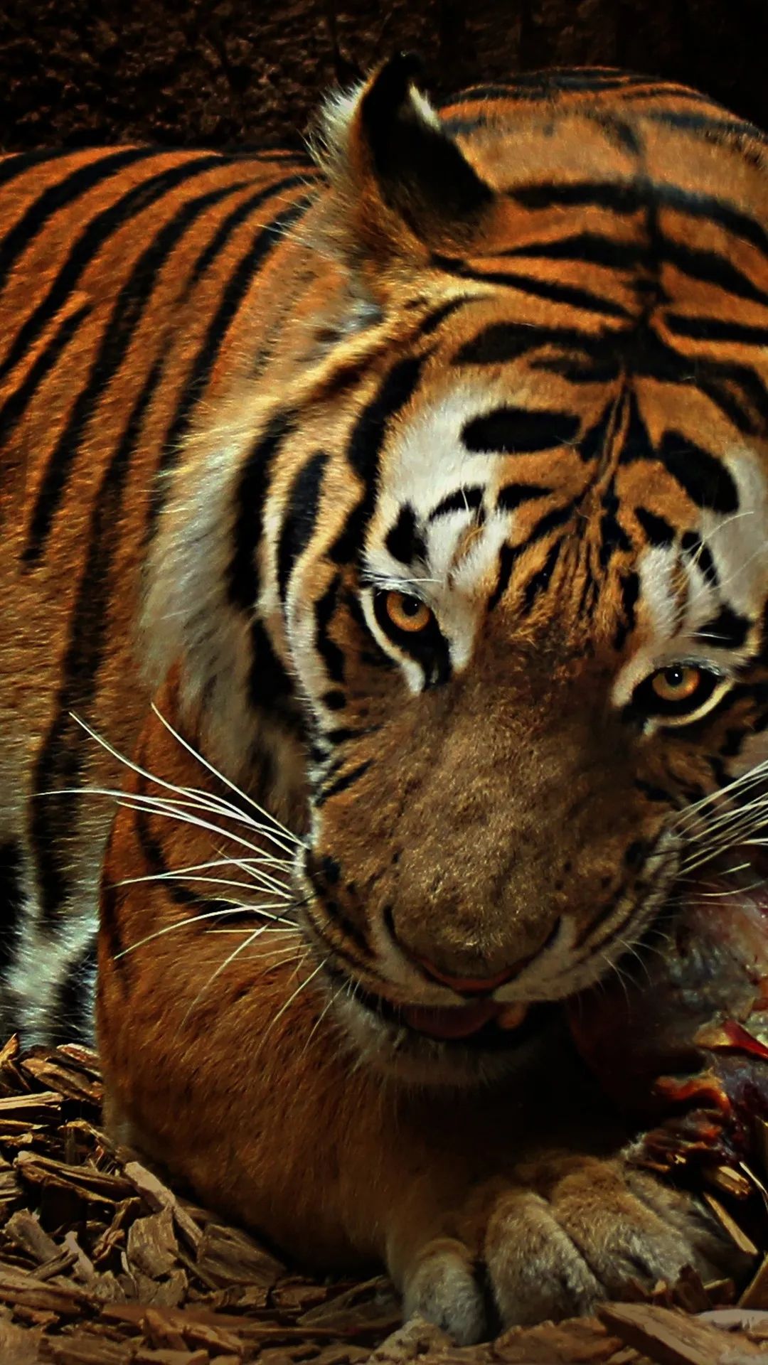 Intense Tiger Portrait - tiger wallpaper for OpersCraft