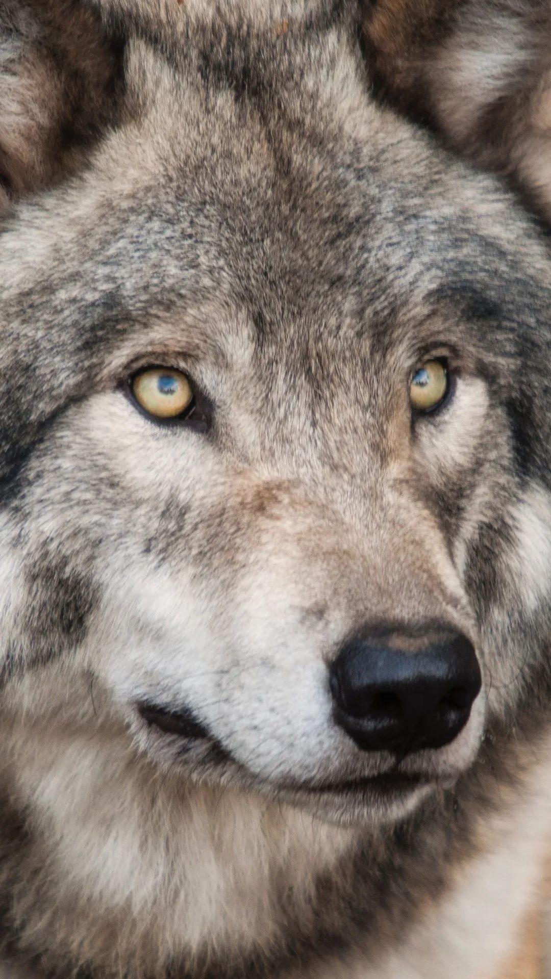 Intense Wolf Gaze - wolf wallpaper for OpersCraft