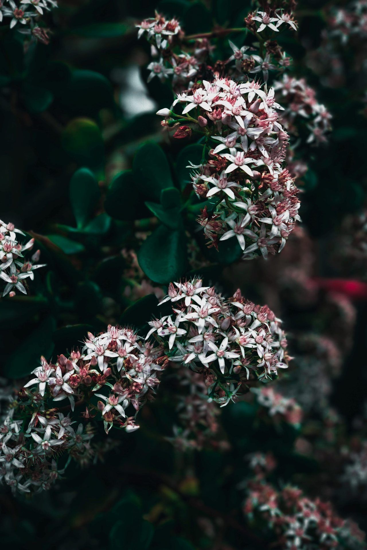 Jade Plant Blossoms - floral wallpaper for OpersCraft
