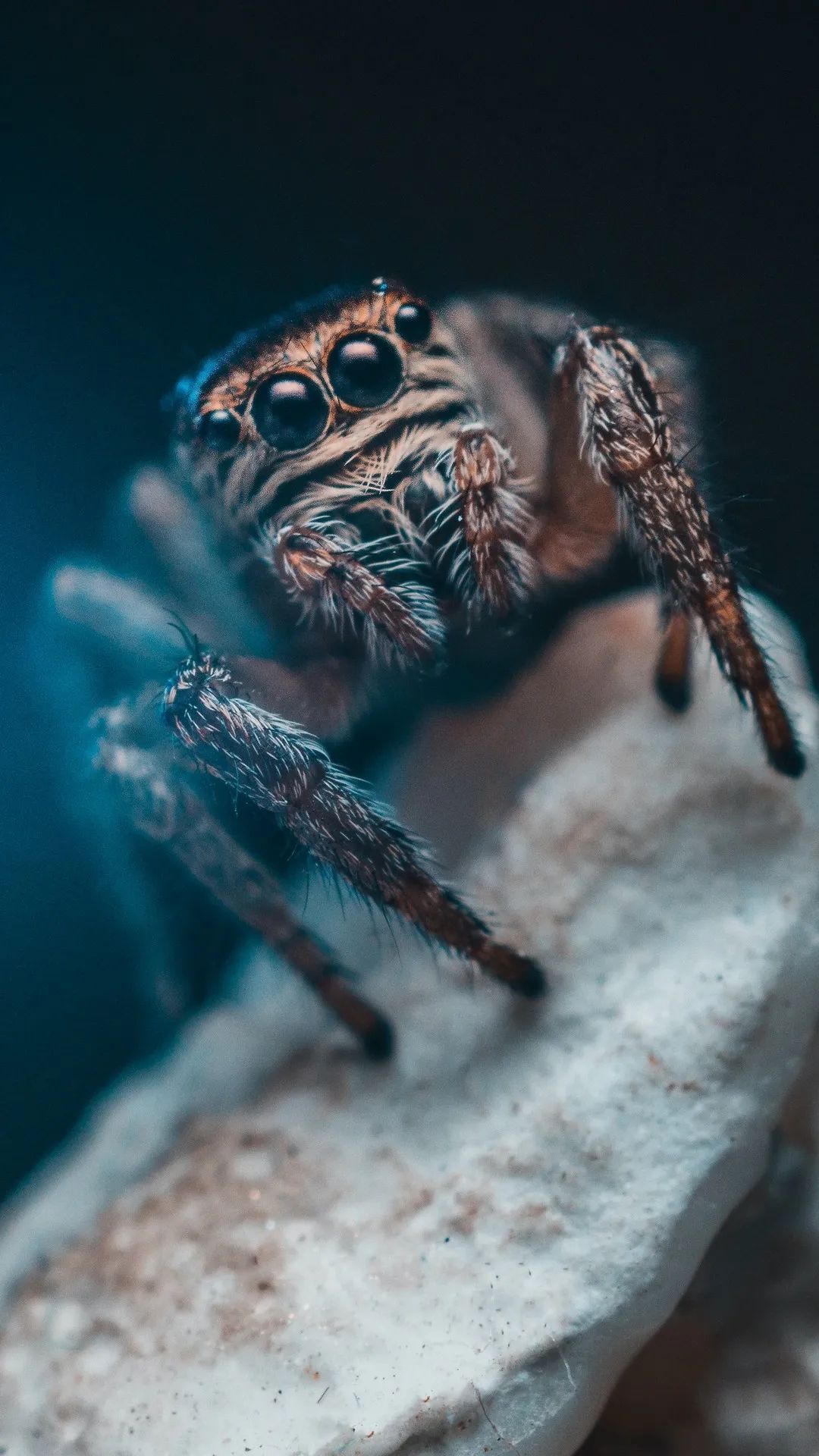 Jumping Spider Close-Up - spider wallpaper for OpersCraft