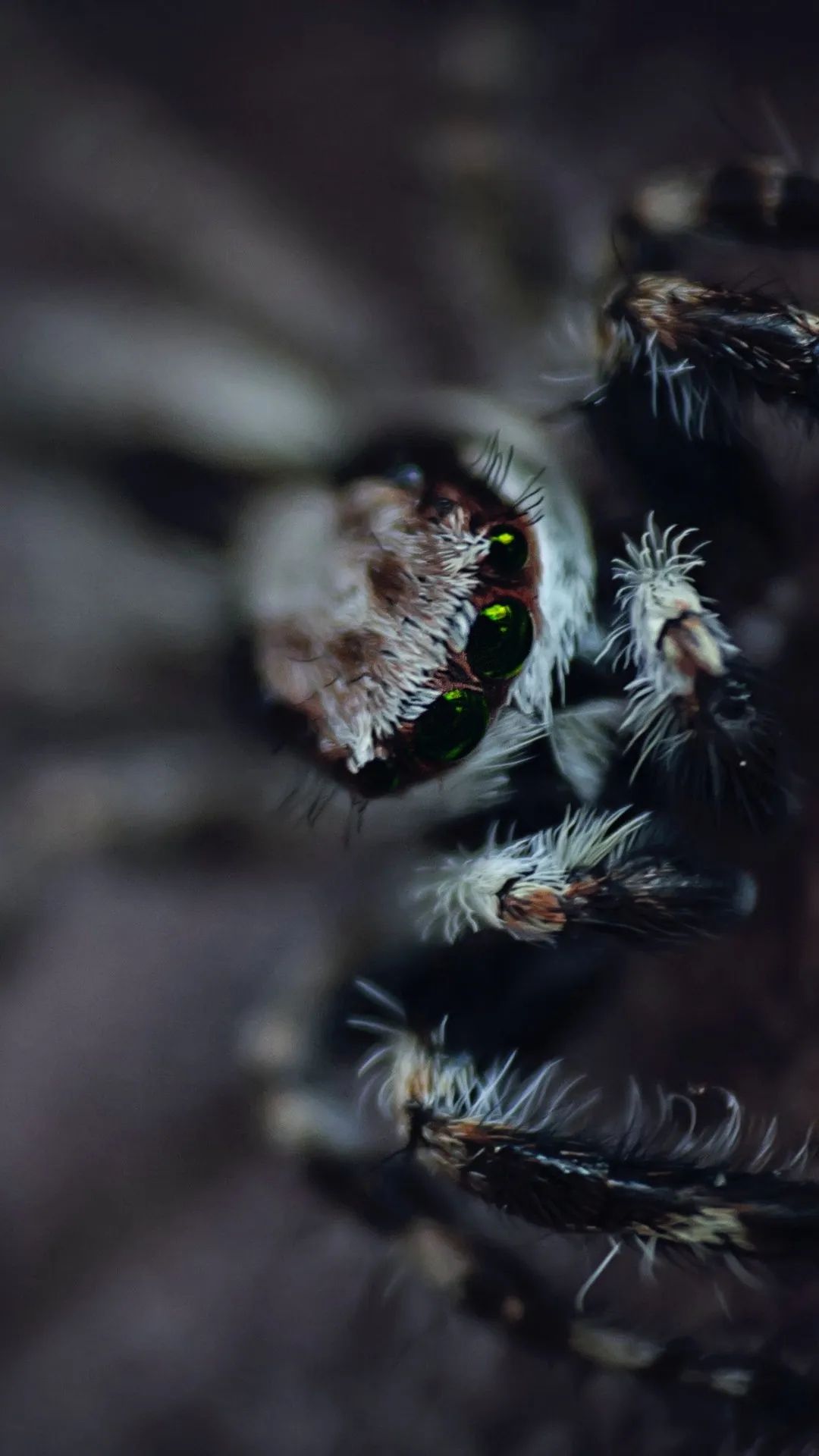 Jumping Spider Green Eyes - spider wallpaper for OpersCraft