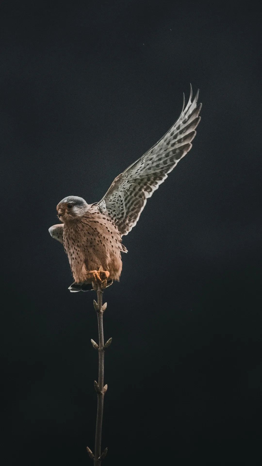 Kestrel Ready for Flight - birds wallpaper for OpersCraft