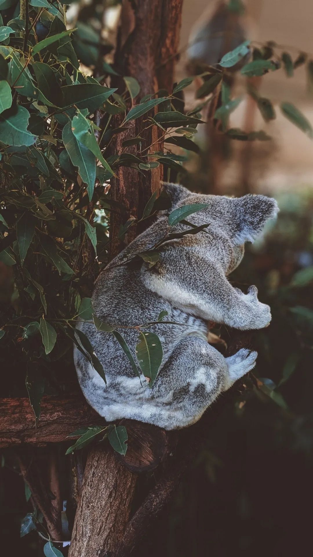 Koala in Eucalyptus Tree - random wallpaper for OpersCraft