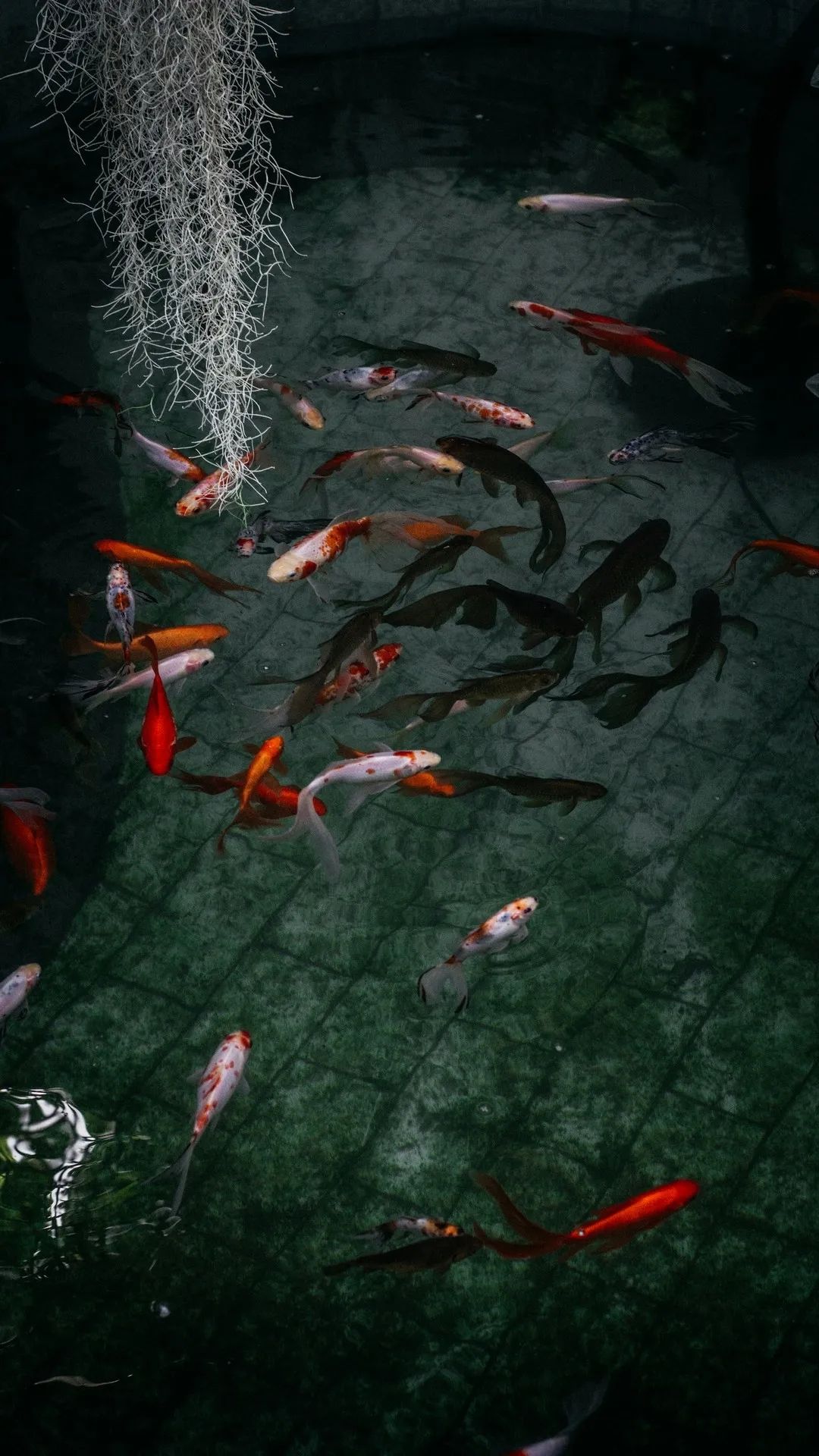 Koi Pond Serenity - fish wallpaper for OpersCraft